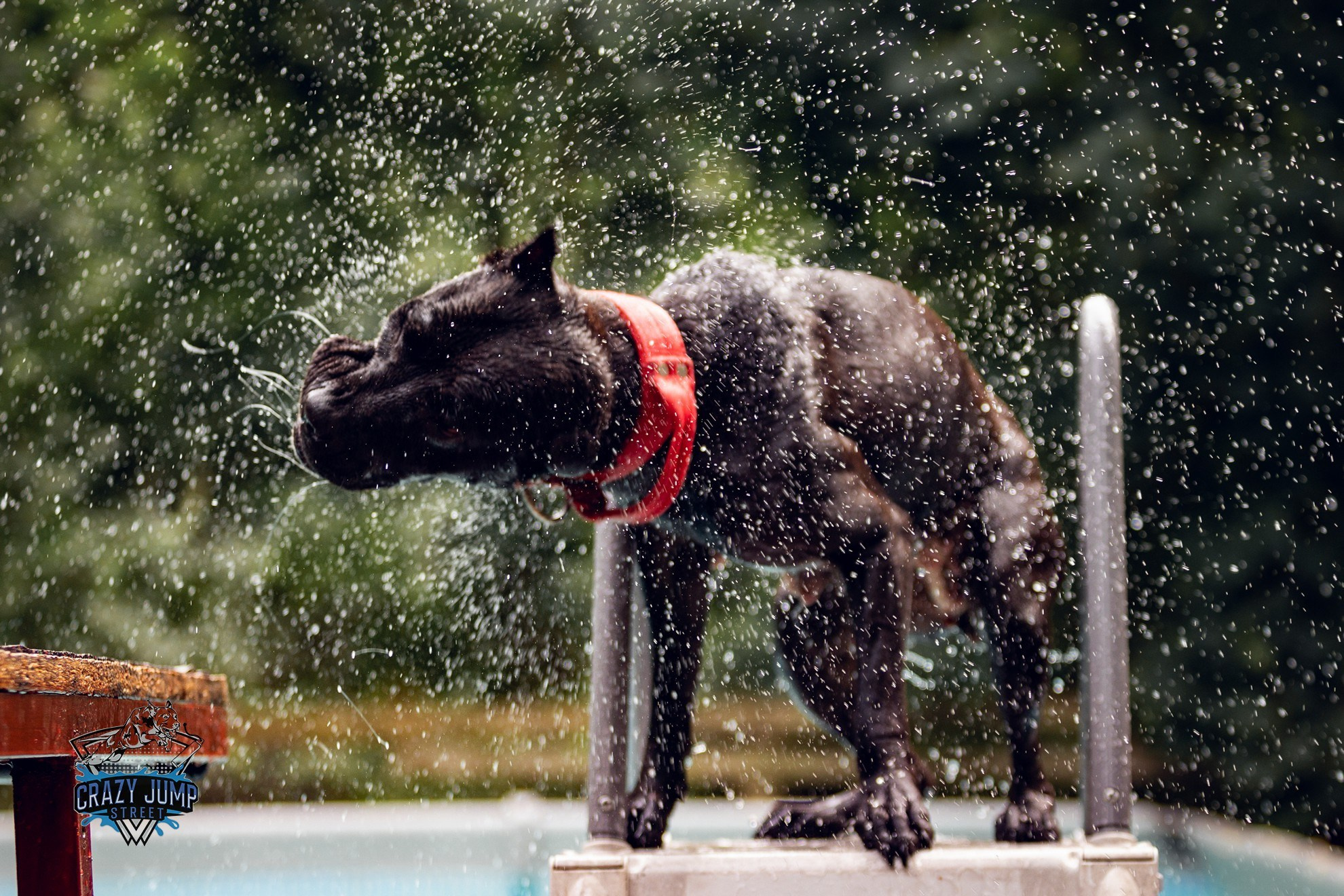 Собаки, спорт, Док дайвинг. Свадебный и репортажный фотограф в Москве и Московской области