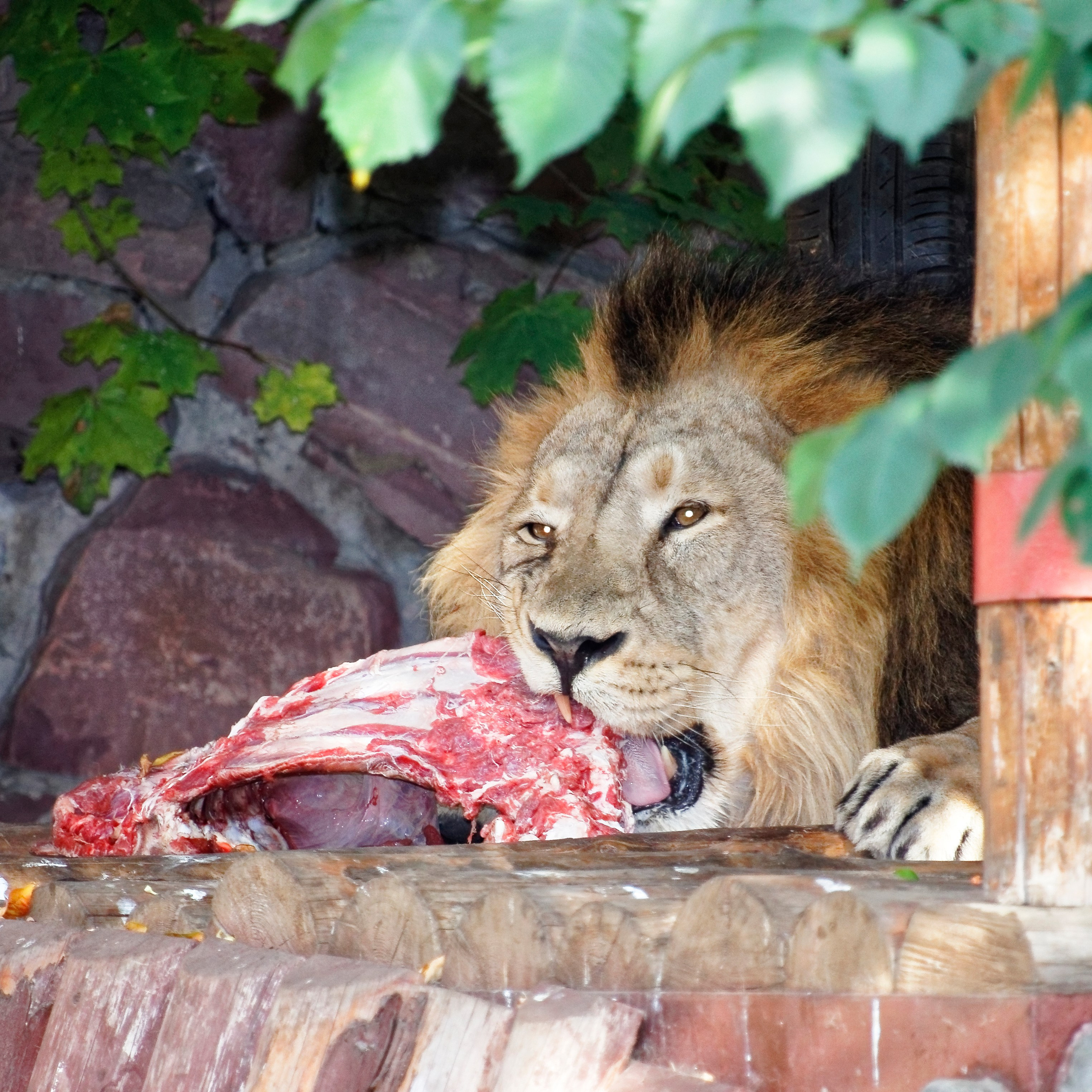 МОСКОВСКИЙ ЗООПАРК. Фотограф Владимир Роля