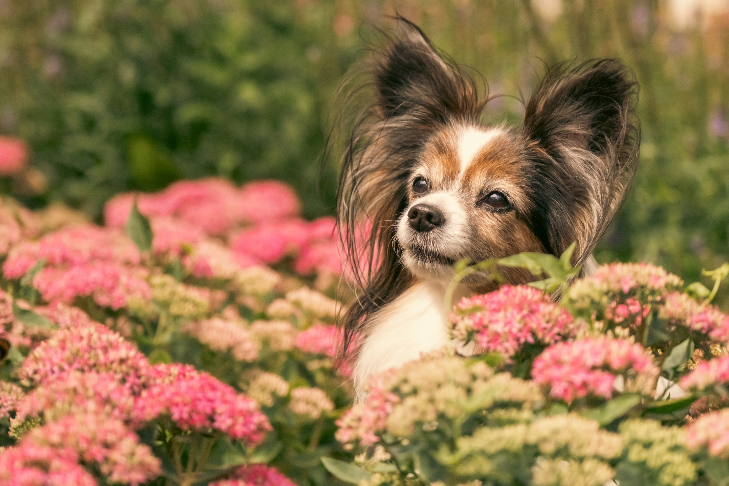 Элегантная папильон для Натальи!. Зоофотограф, фотограф животных в Москве и области Дина Дамоцева