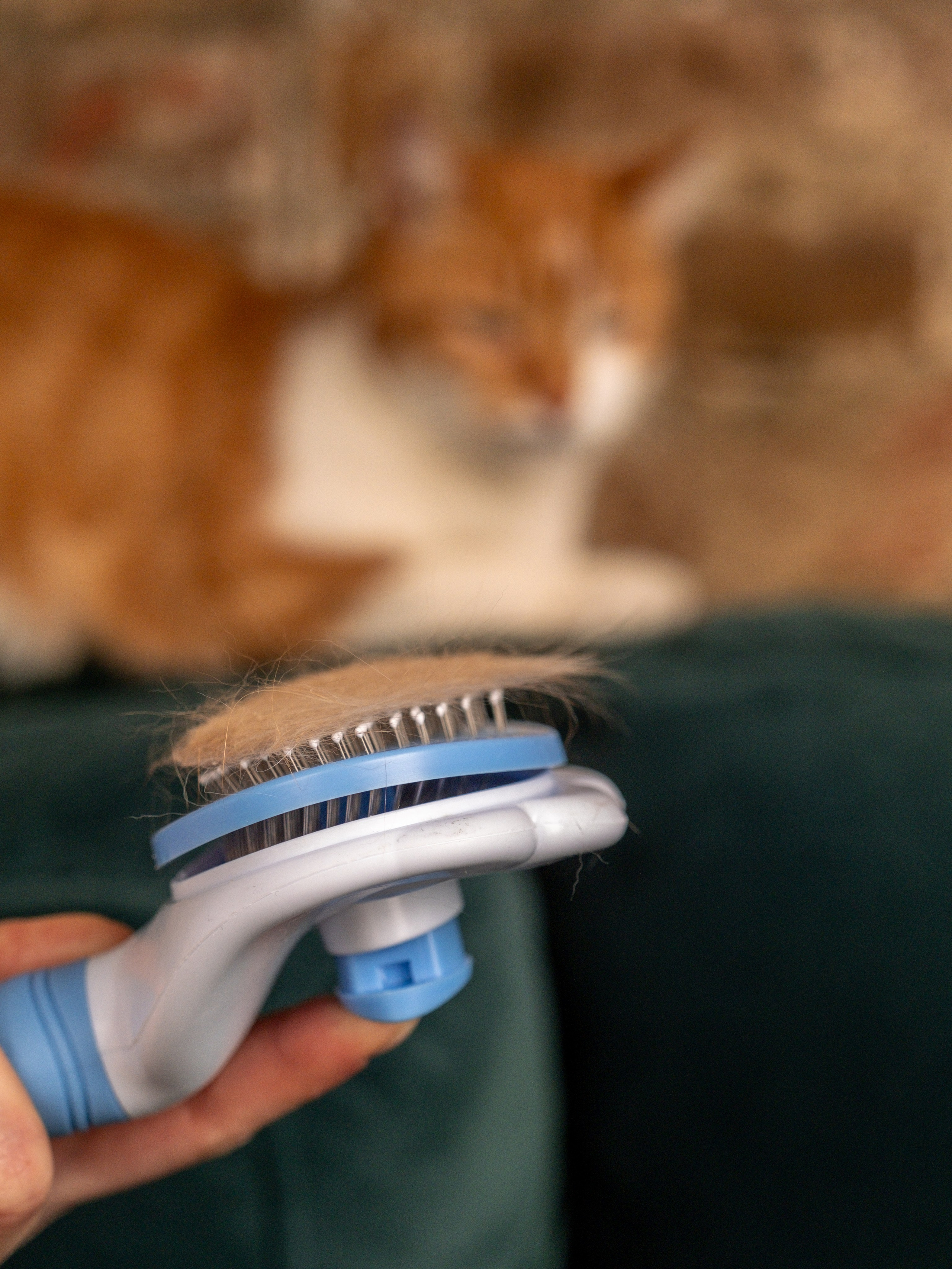 Пуходерка и ролик для очистки одежды для Александра!. Зоофотограф, фотограф животных в Москве и области Дина Дамоцева