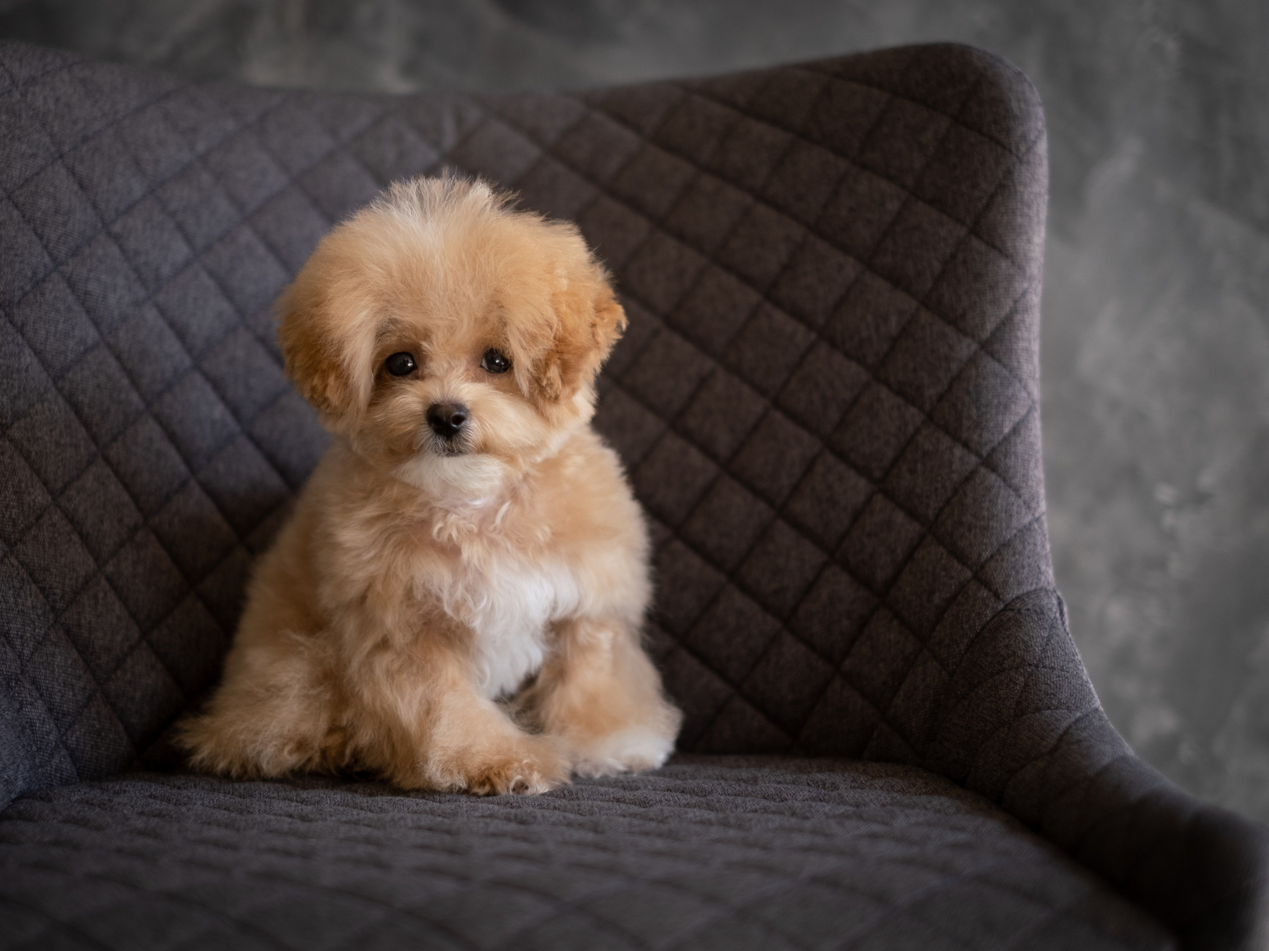 Весёлые пудель и мальтипу для Романа!. Зоофотограф, фотограф животных в Москве и области Дина Дамоцева