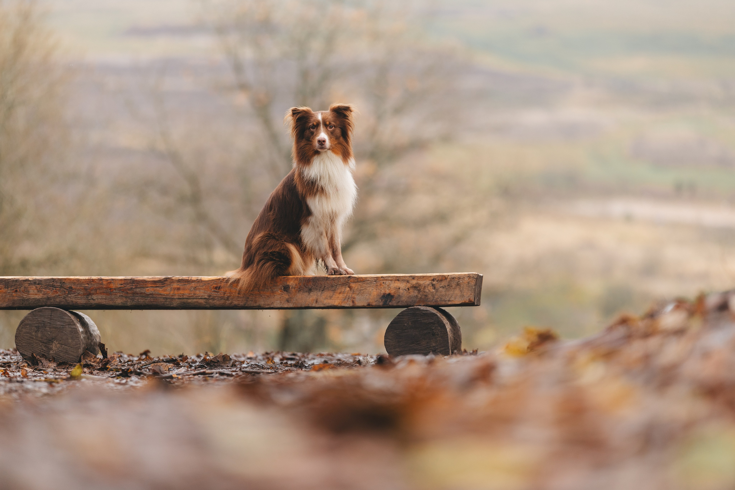 На природе. Фотограф- анималист Санкт-Петербург