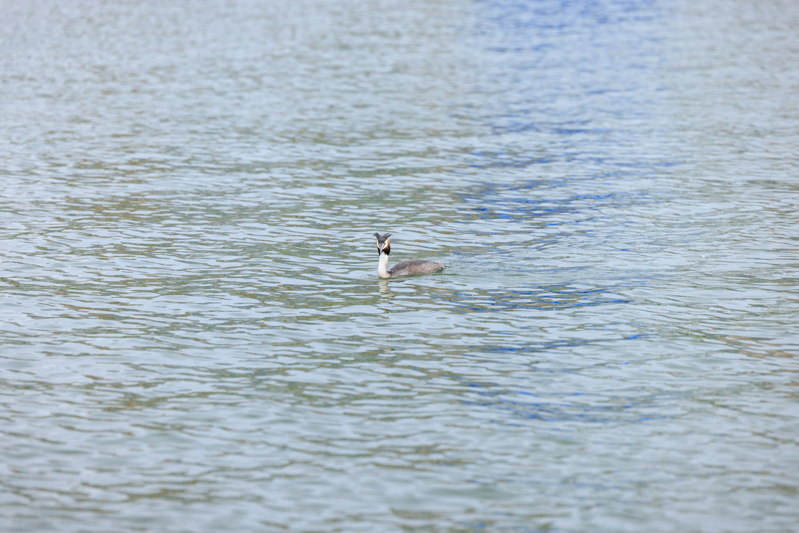 KUPCHINO OPEN CONTEST 2025. Фотограф Александр Заломаев