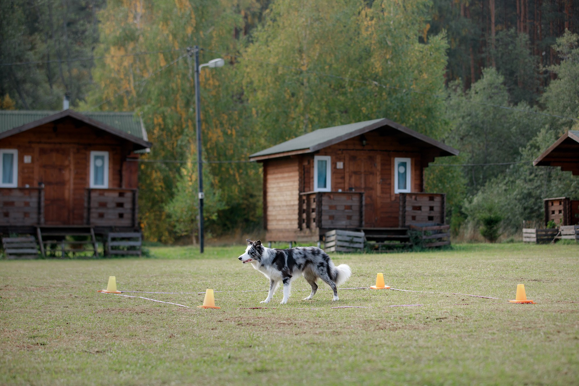 Лагерь по ОБД с Инной Баженовой. Фотограф-анималист Mary Mart — Москва, Питер
