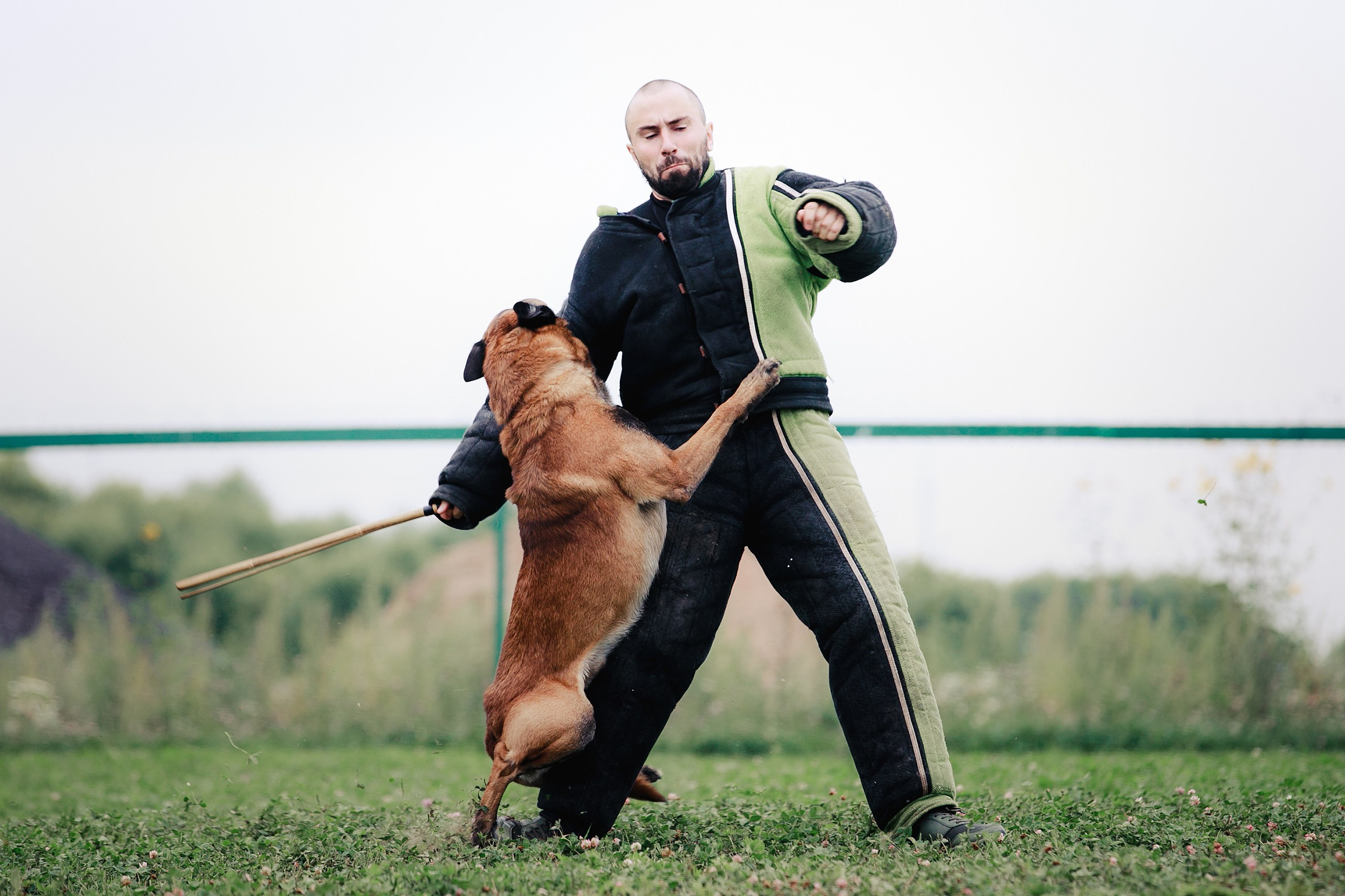 Мондьоринг М1, М2, М3, Вологда. Фотограф-анималист Mary Mart — Москва, Питер