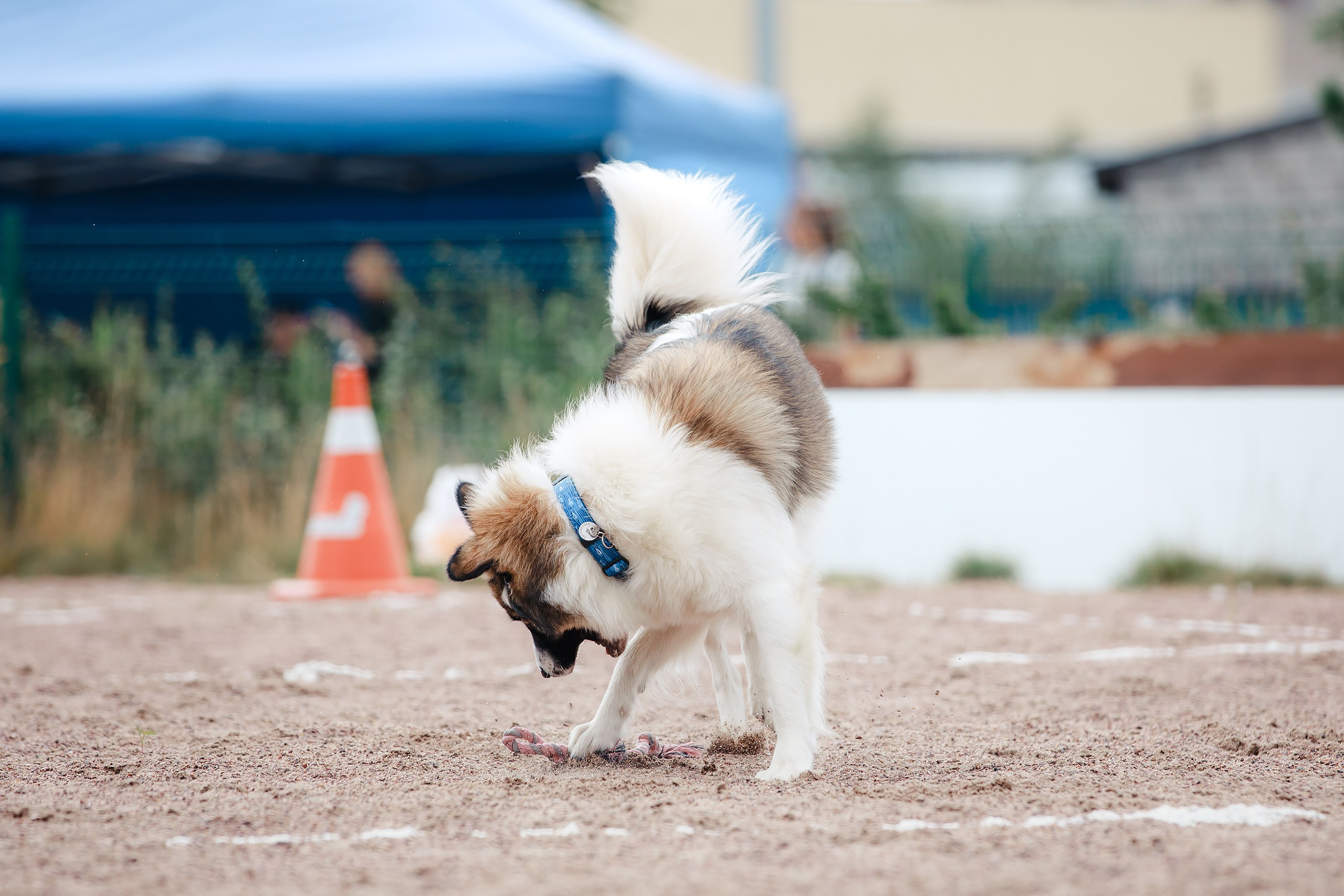 Питч&Гоу + веселые старты. Фотограф-анималист Mary Mart — Москва, Питер