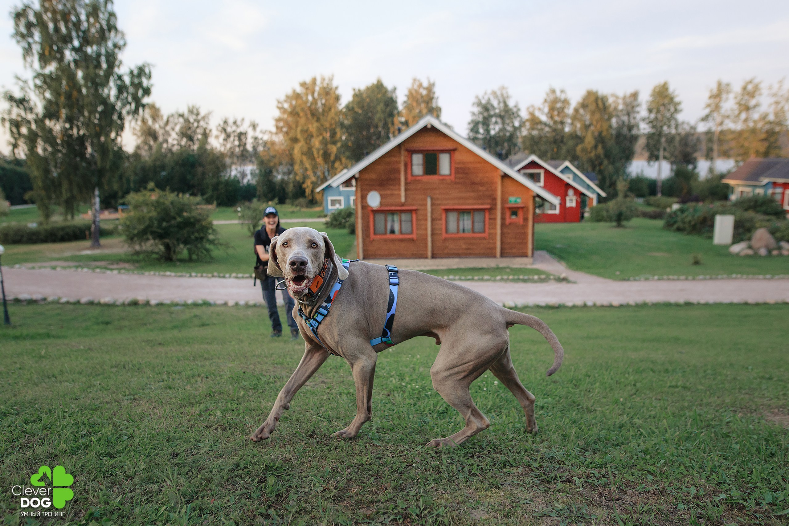 Кинологический лагерь CleverDog, 2024. Фотограф-анималист Mary Mart — Москва, Питер