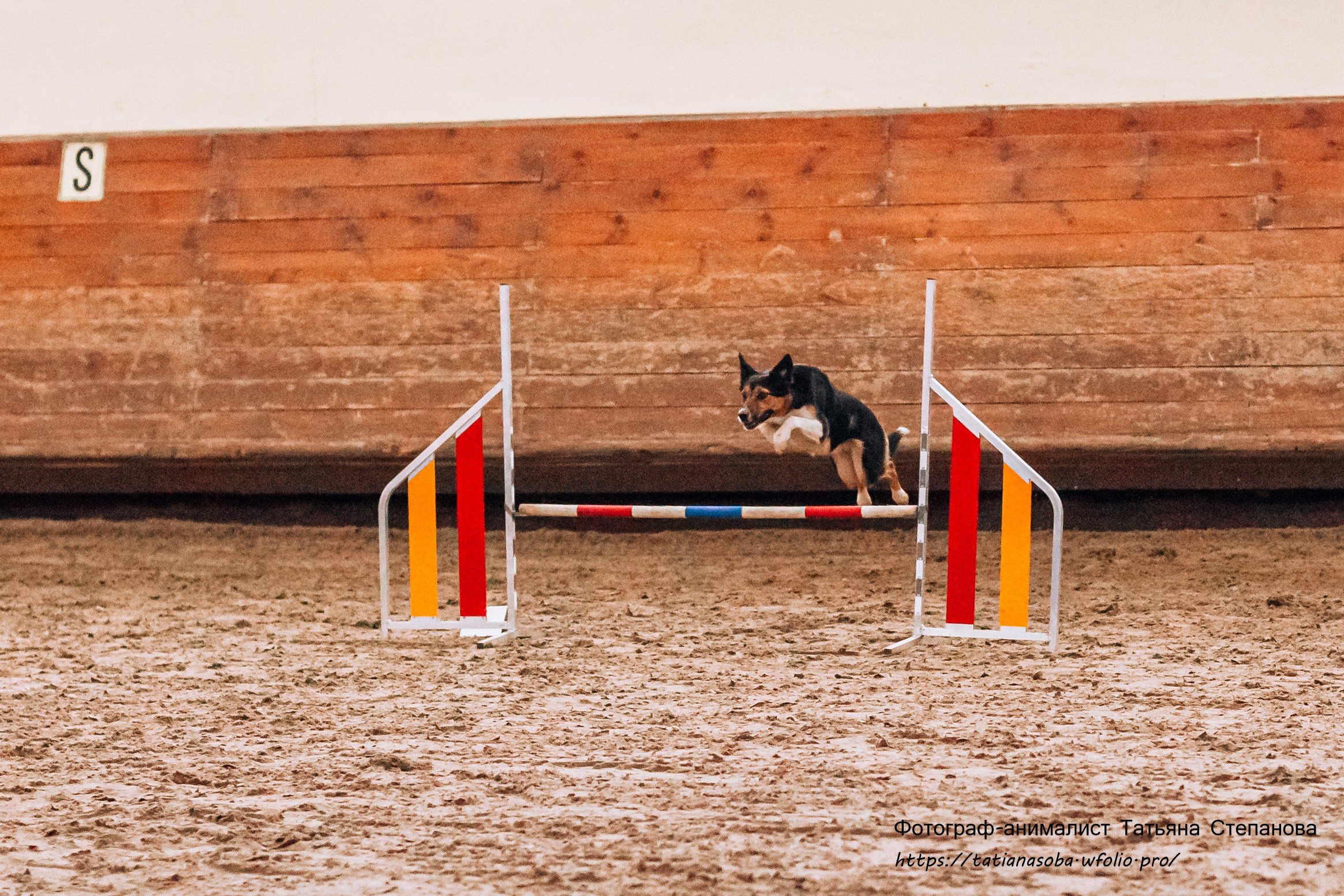 Соревнования по Аджилити 25.02.2024. Фотограф-анималист Татьяна Степанова