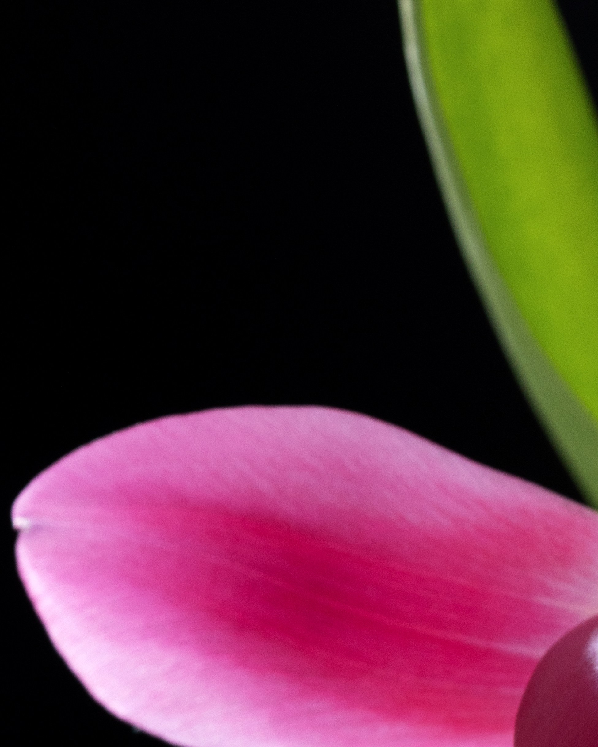 Last Petal. Author’s fine art prints with international delivery