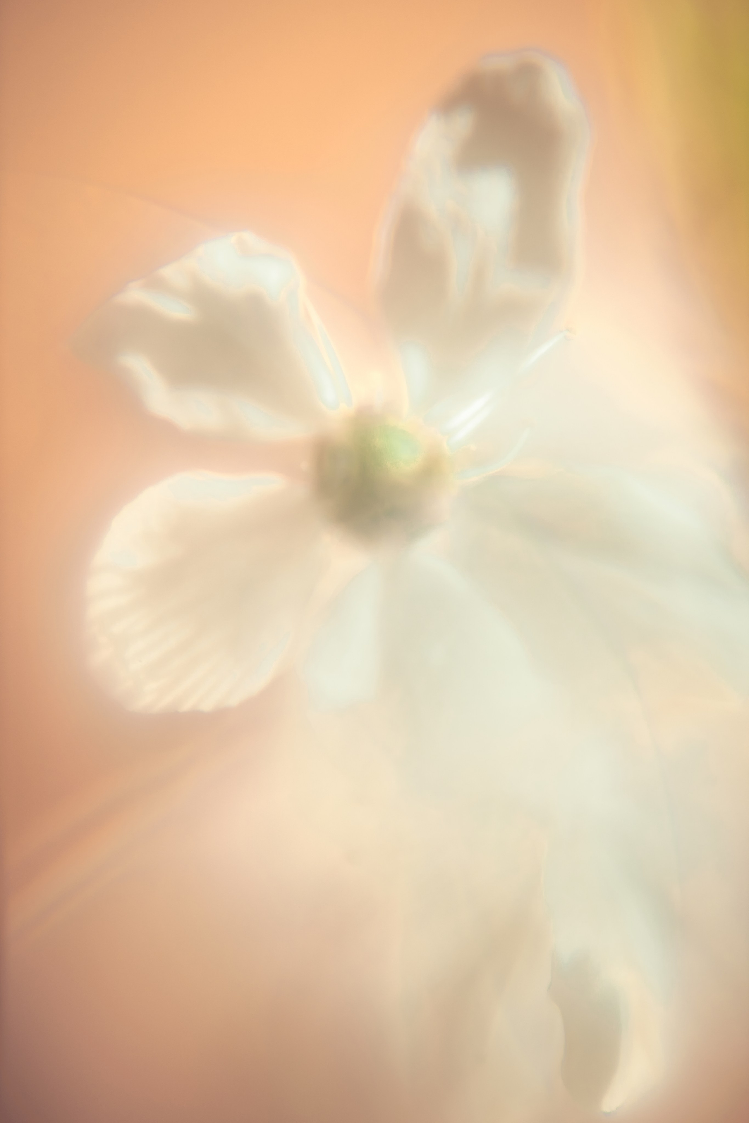 Макро-абстракция «Эфемерность» | Лимитированная серия. Sandra Marselly | Абстрактная Макро-Фотография