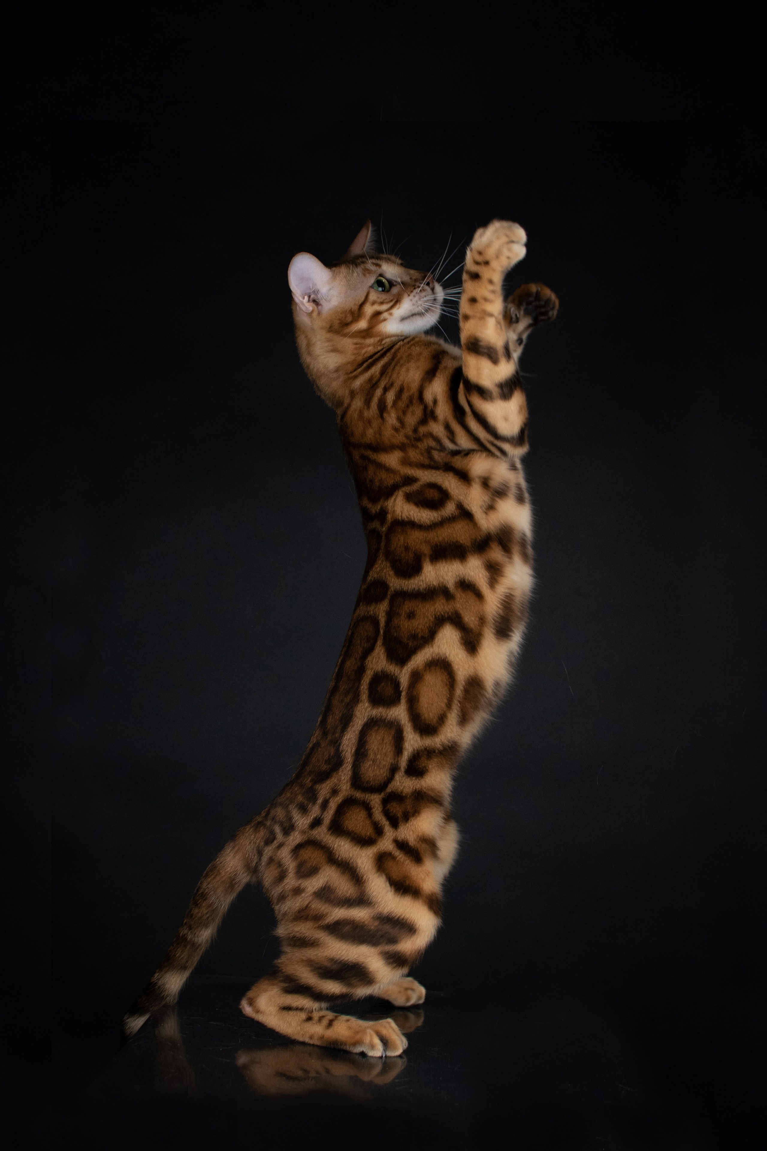 Съемка кошек. Фотограф анималист в Ростове I Гончарова Анна