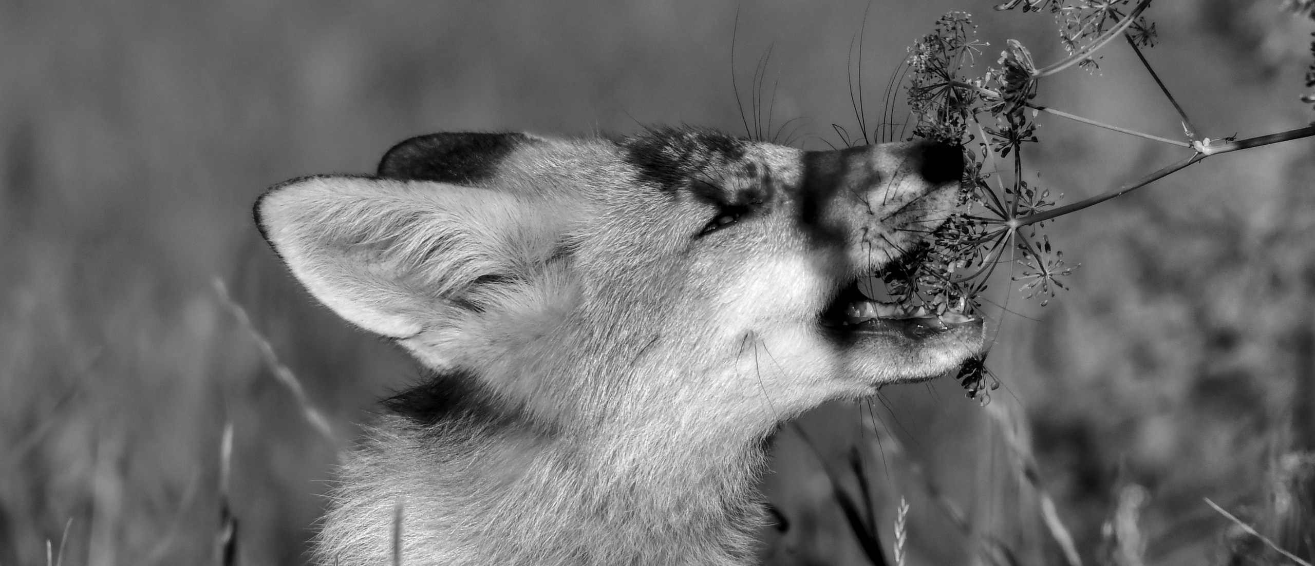 Ч.б. фотографии. Фотографии Лены Соколовой