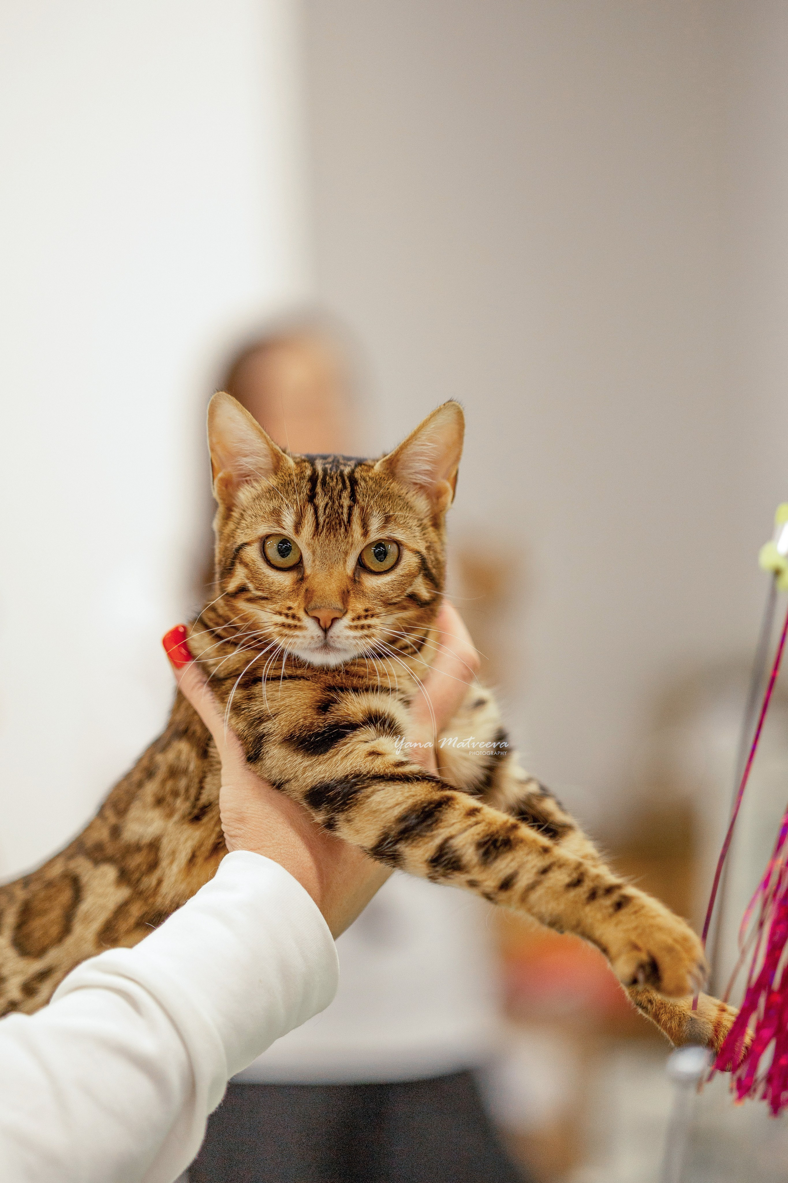 Кошки. Фотограф Яна Матвеева в Ижевске