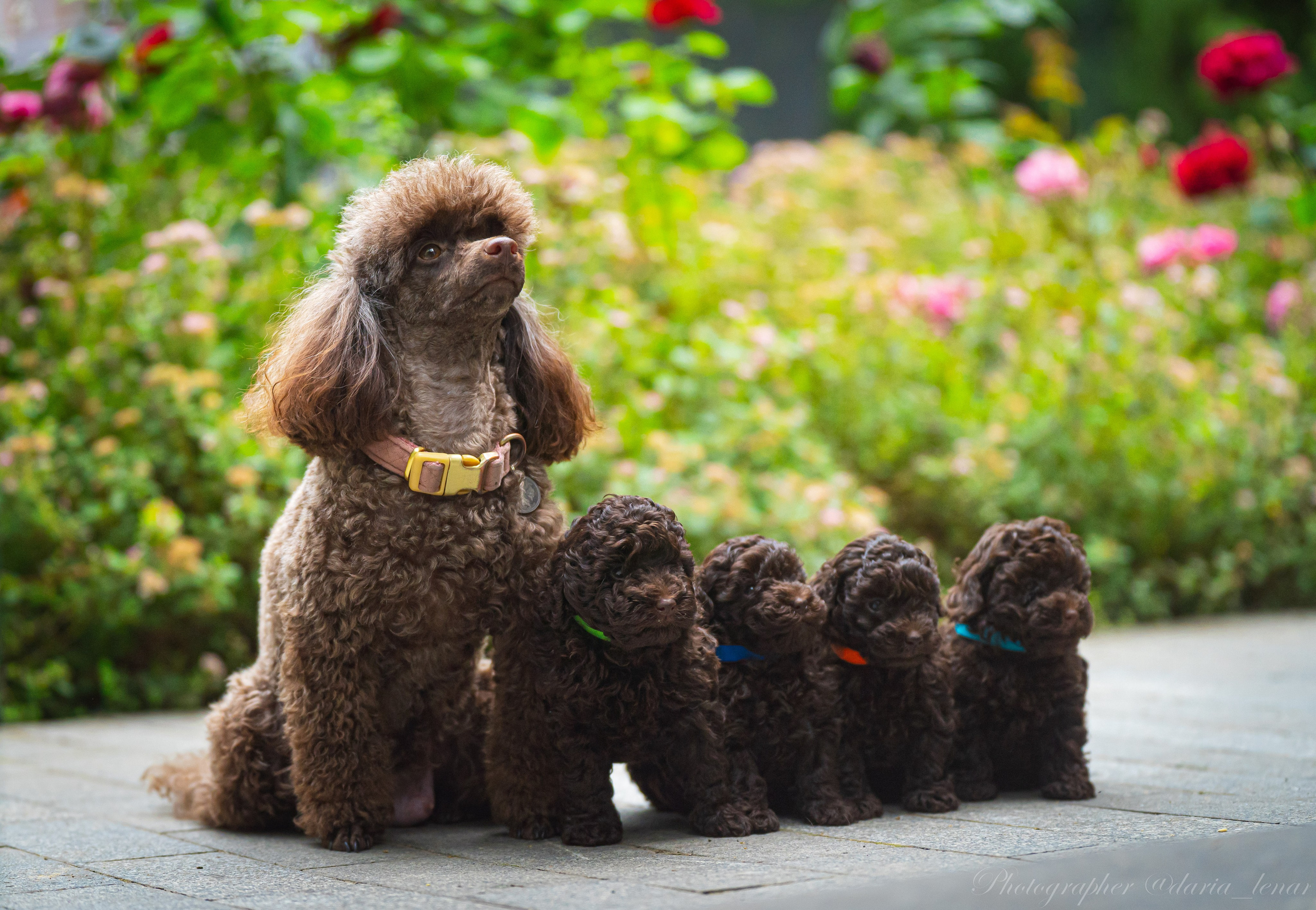 Питомник мини-пуделей. Фотограф в Москве Ленарская Дарья