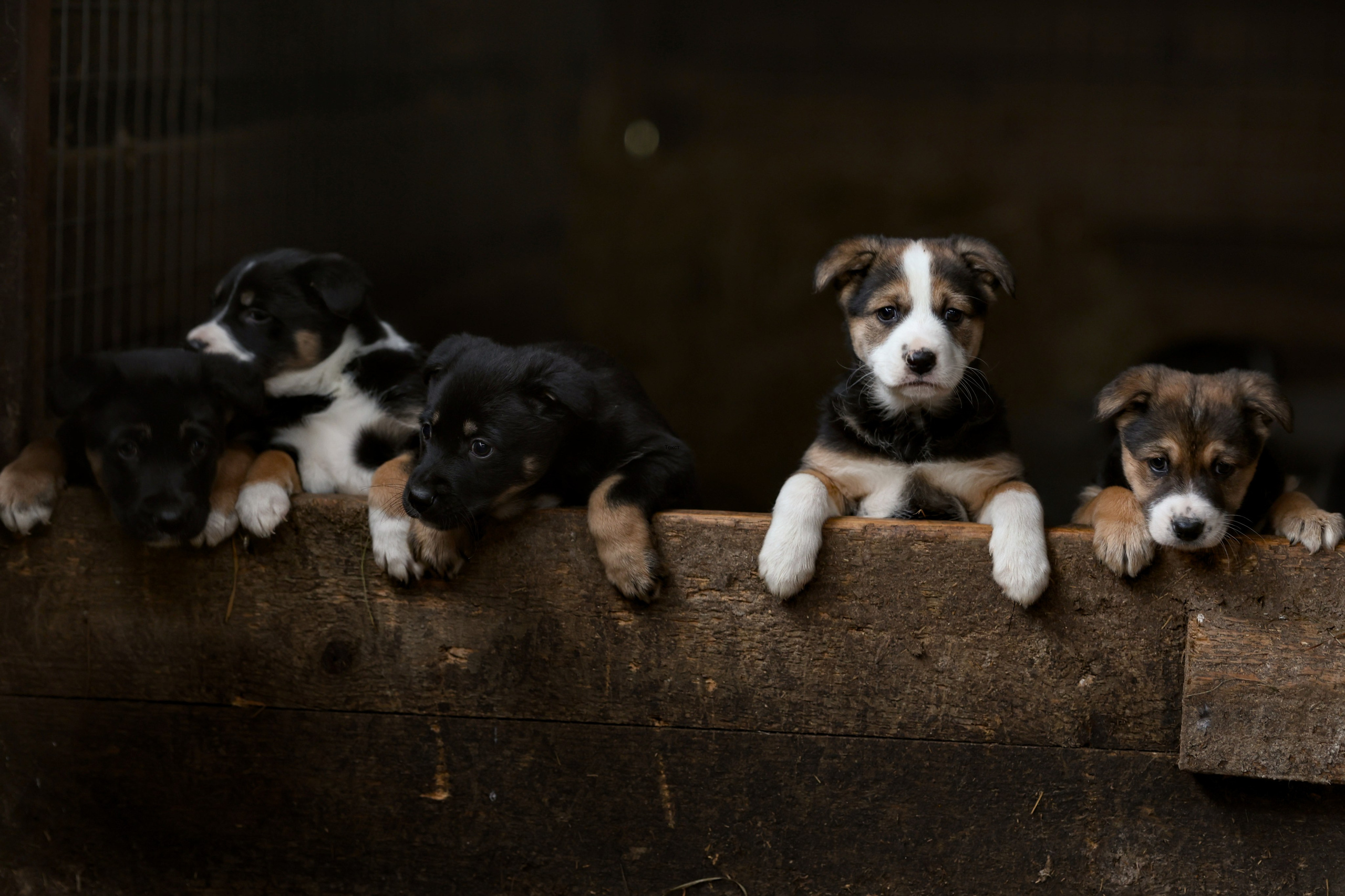 Щенки. Фотограф Максим Татаринов