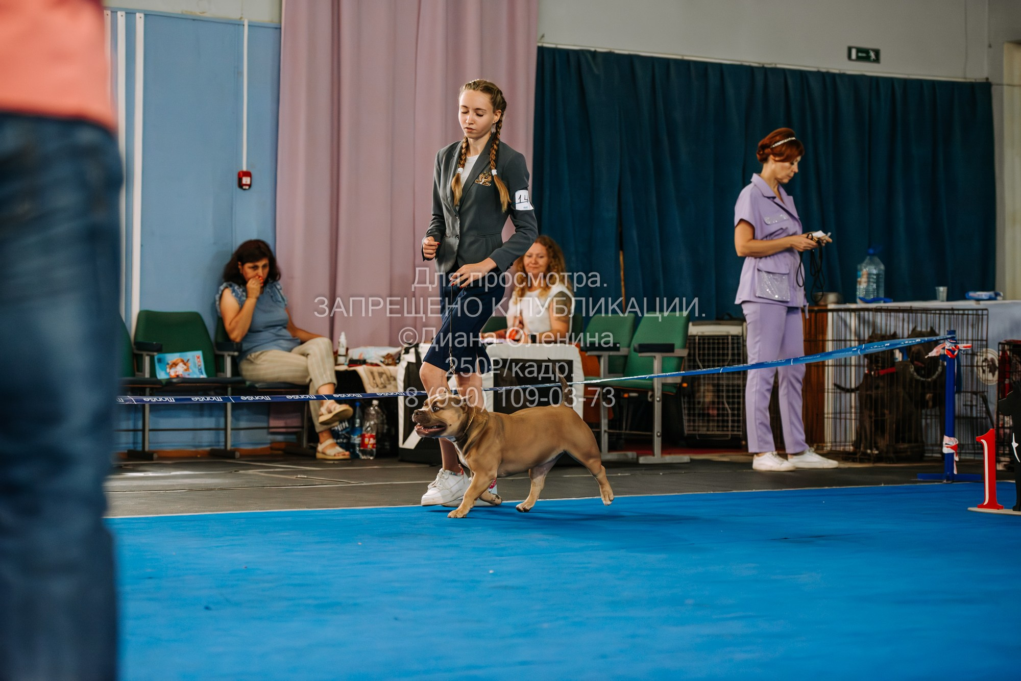 Национальная выставка собак всех пород ранга САС-IKU «Кубок Красноярск. Фотограф Диана Оленина Красноярск / Братск