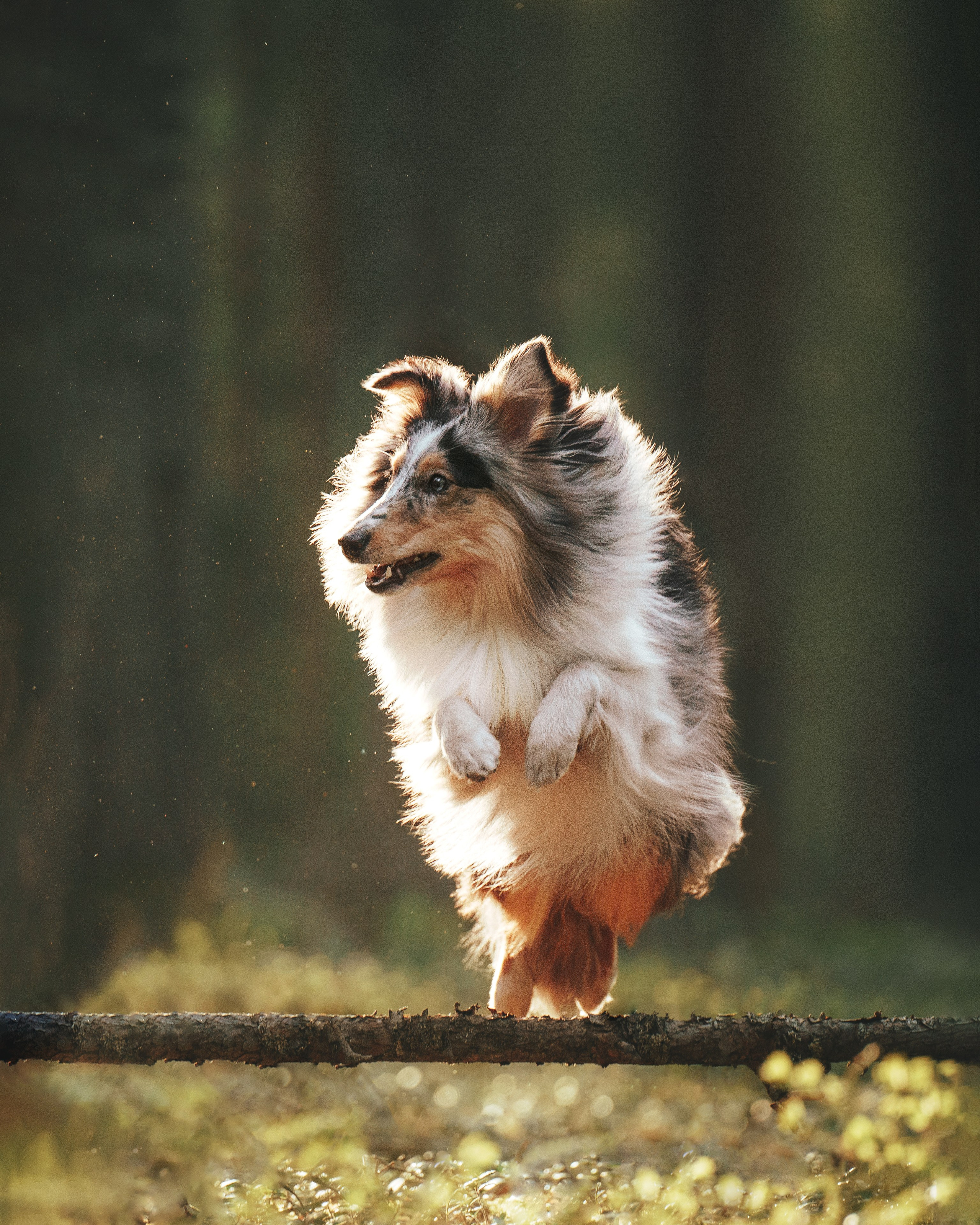 Мила и Лейла. Фотограф анималист Осипчикова Мария
