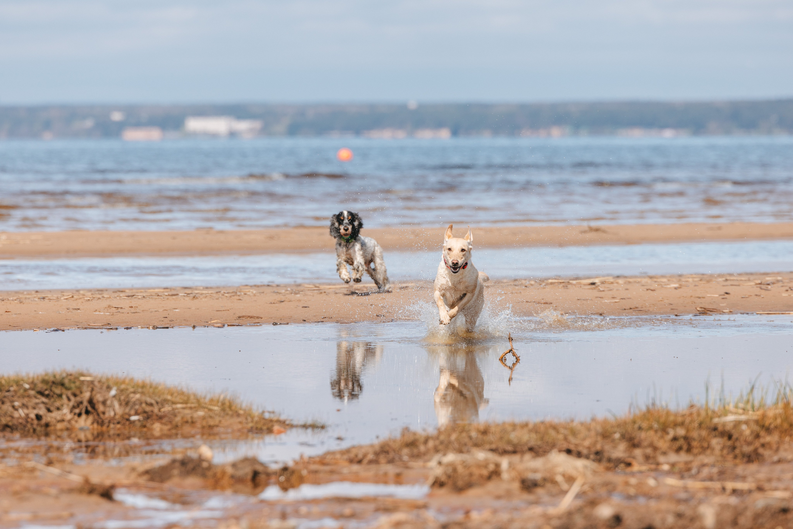 Спанимания. Фотограф анималист Осипчикова Мария