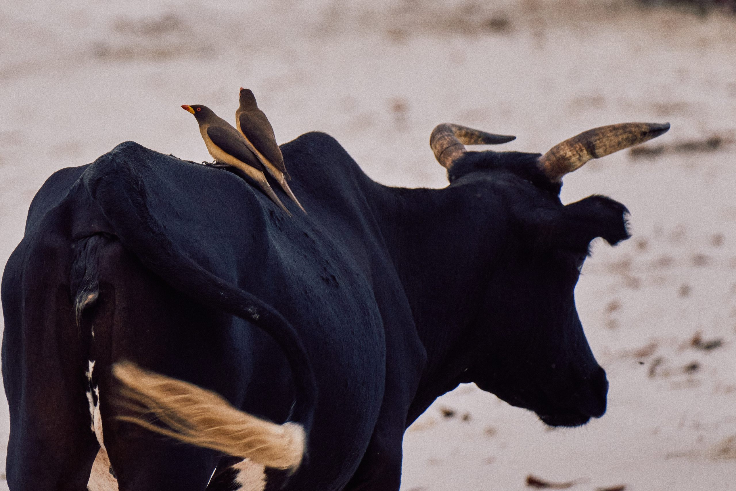 Archipelago Bissagos. See the moment and catche. commercial and reportage