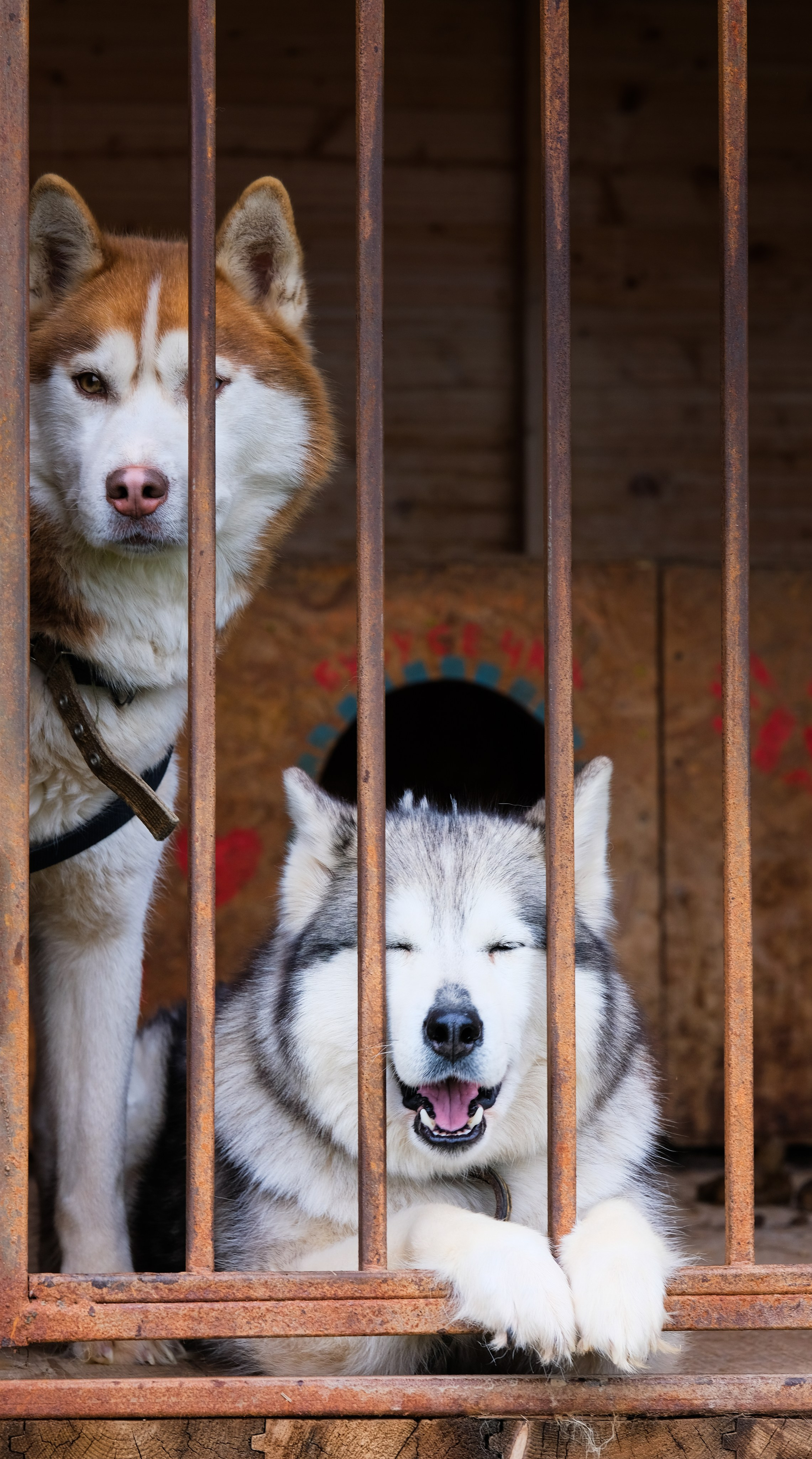 Приют Хаски. KRUTOVA_фотографирую жизнь