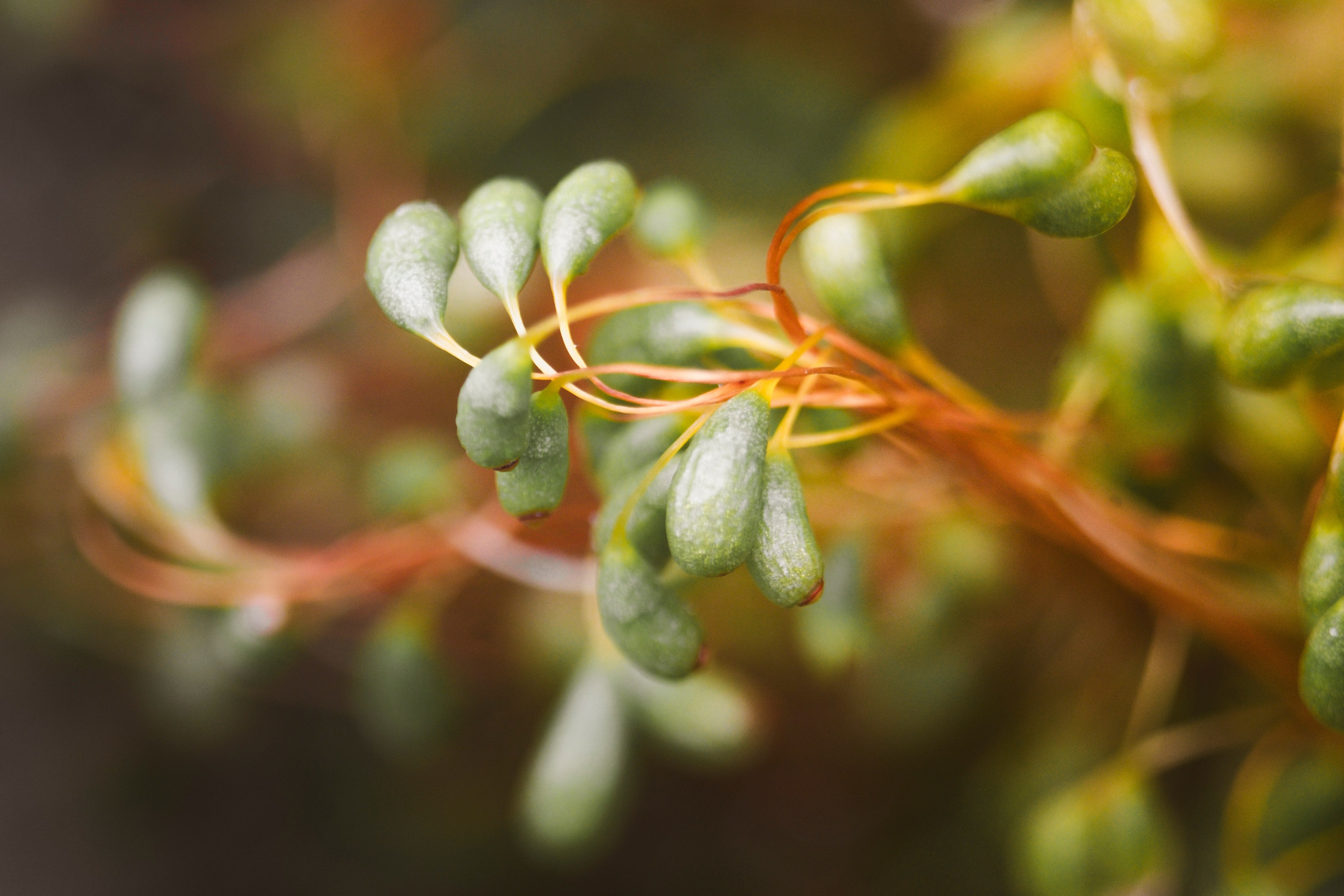Макро жизнь. KRUTOVA_фотографирую жизнь