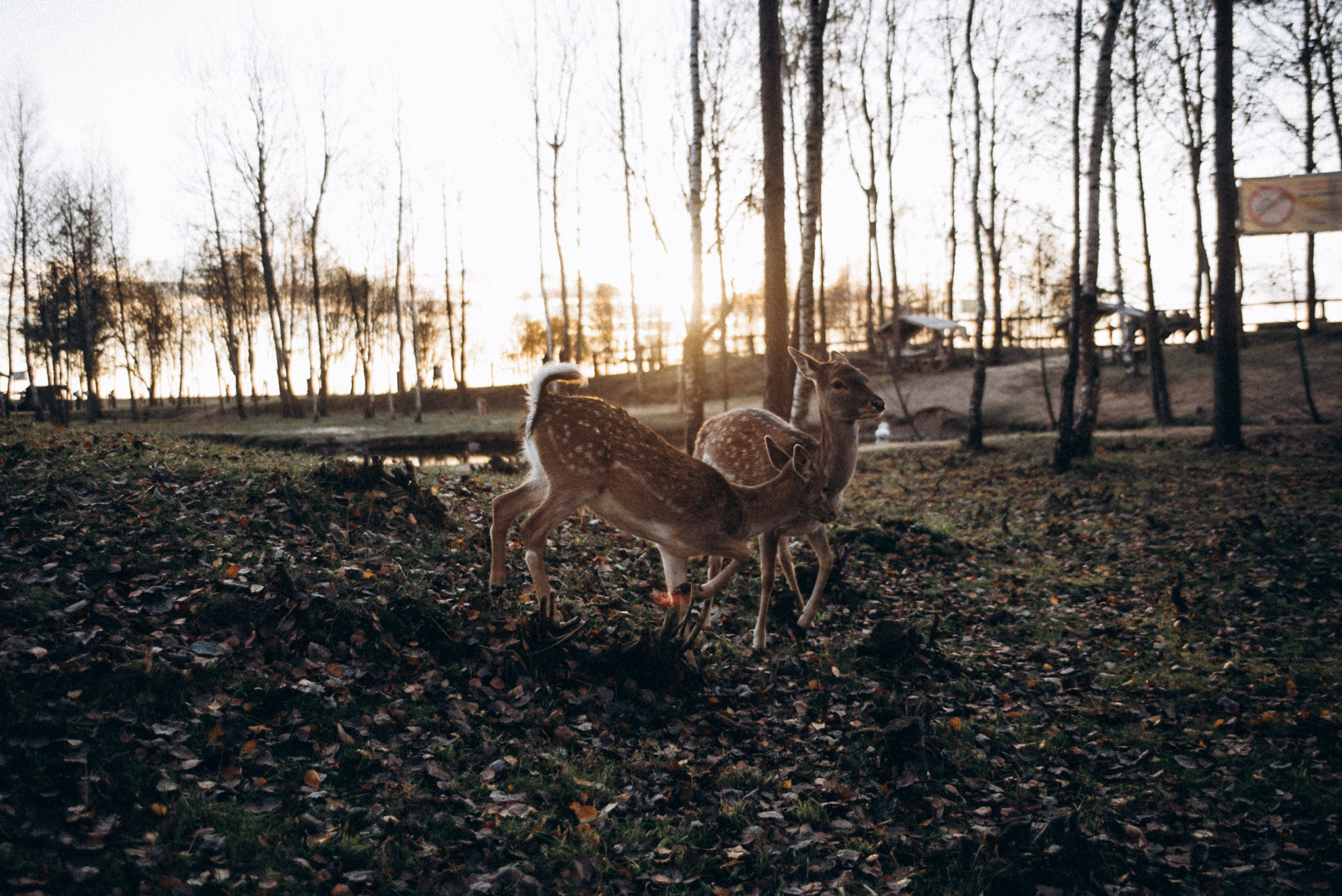 Диприз 🦌🌿🦝. Anita_photo