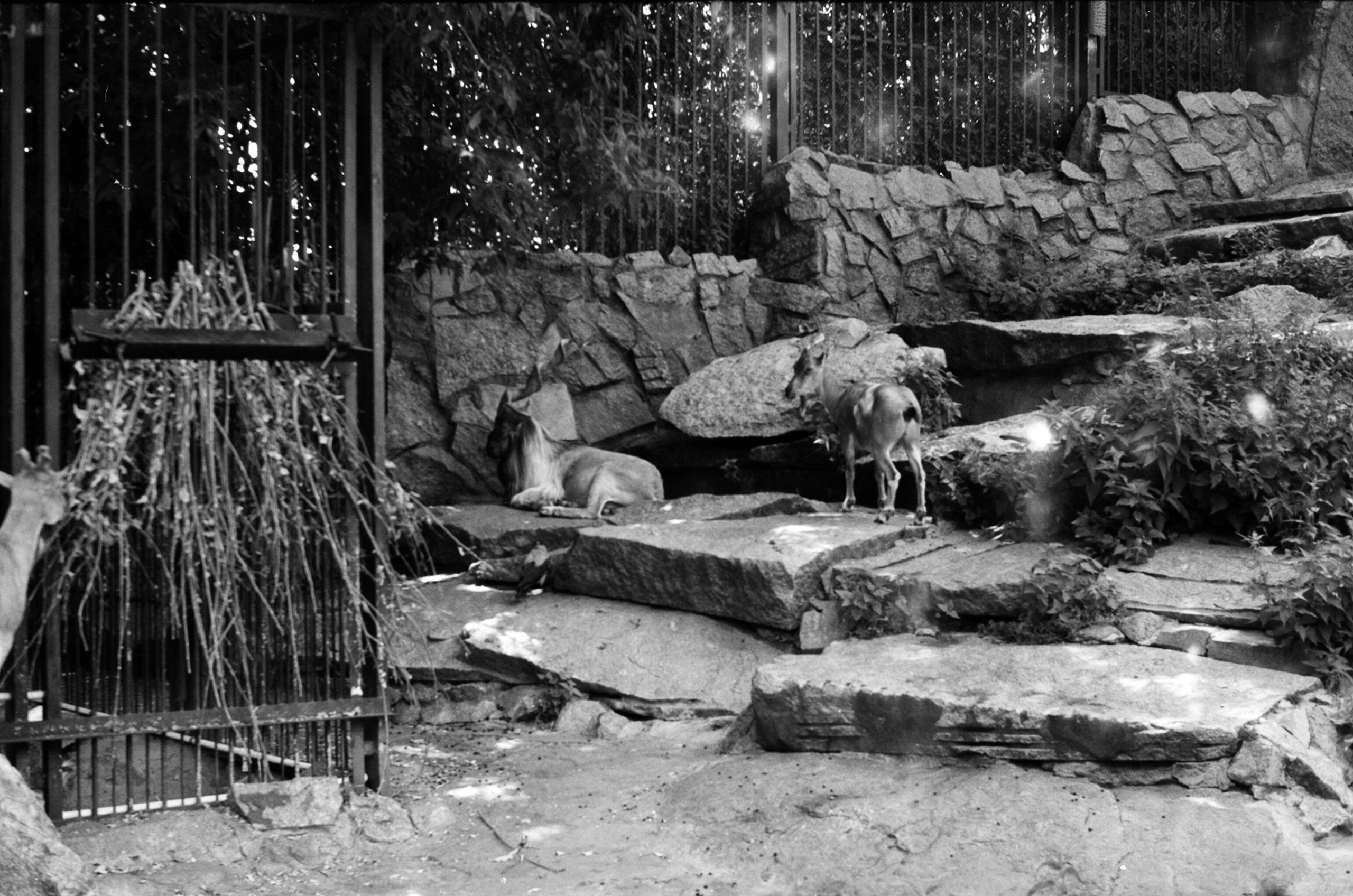 Альбом пленочных ЧБ-фото. Репортажный и семейный фотограф — Шелихов Сергей