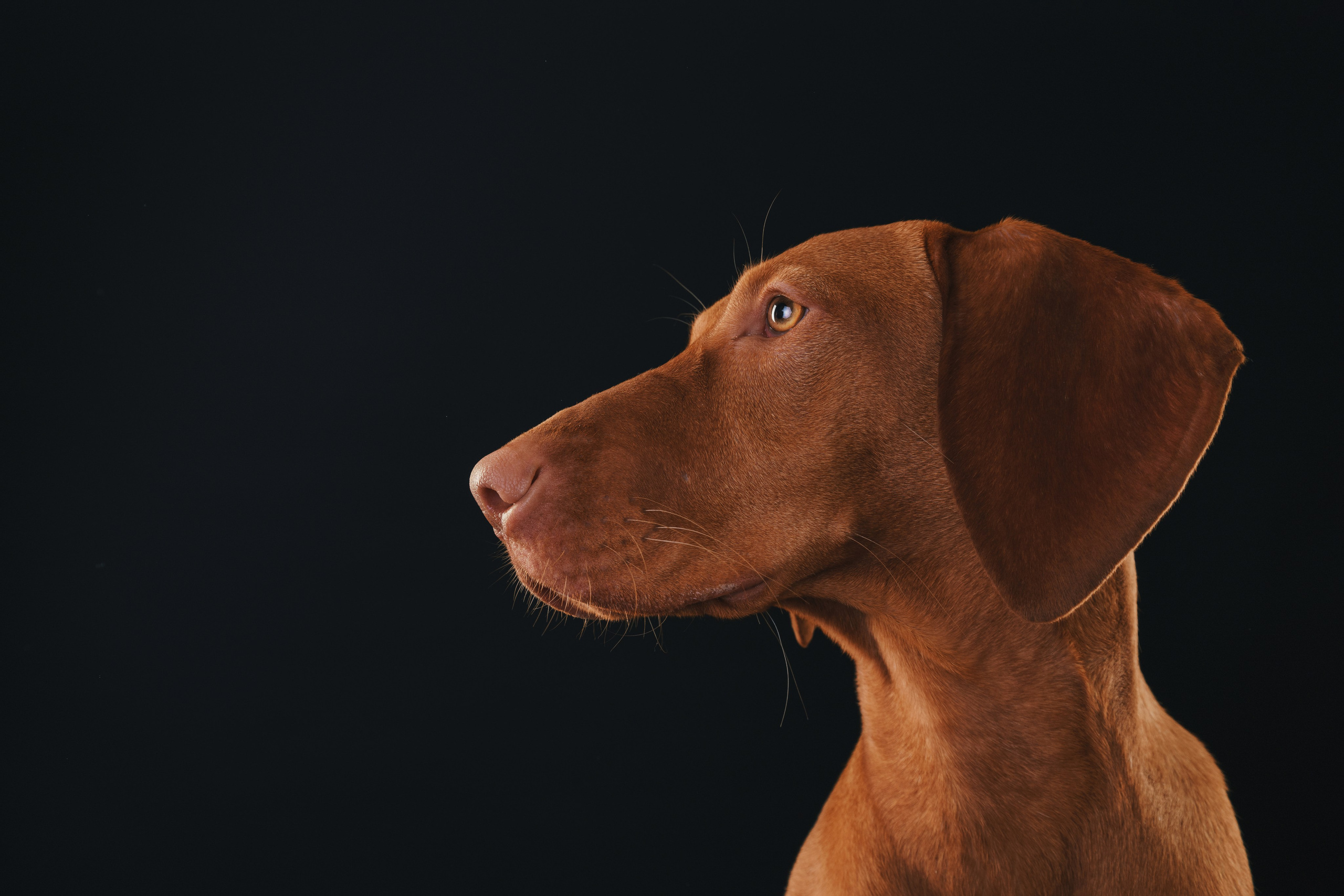 Выжла Гая. Фотограф анималист Осипчикова Мария