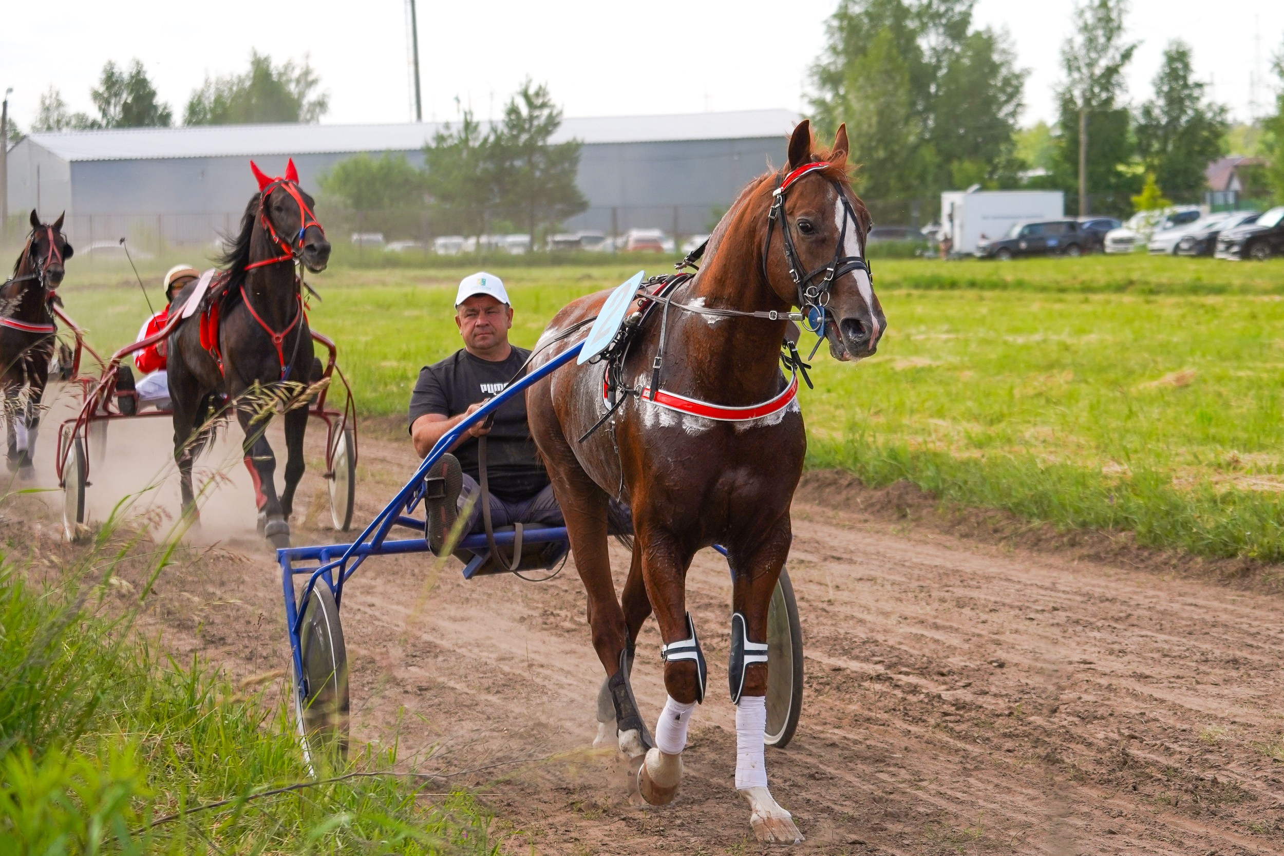 III конные бега на Кубок Главы Чувашии. Фотограф-анималист, портретный фотограф в Чебоксарах Мария Садыкова