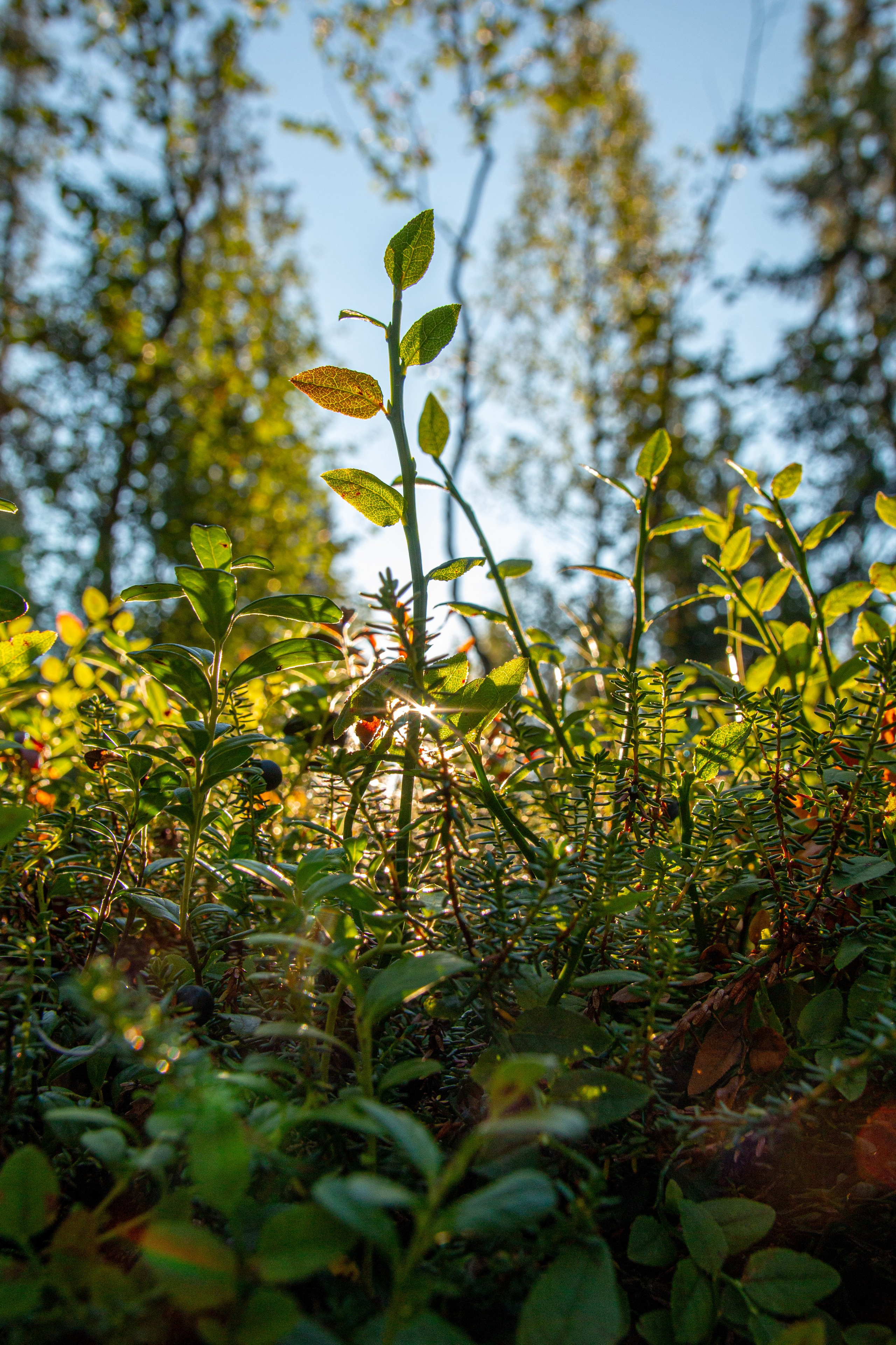 Пища для глаз. Ваш фотограф Северск | Томск