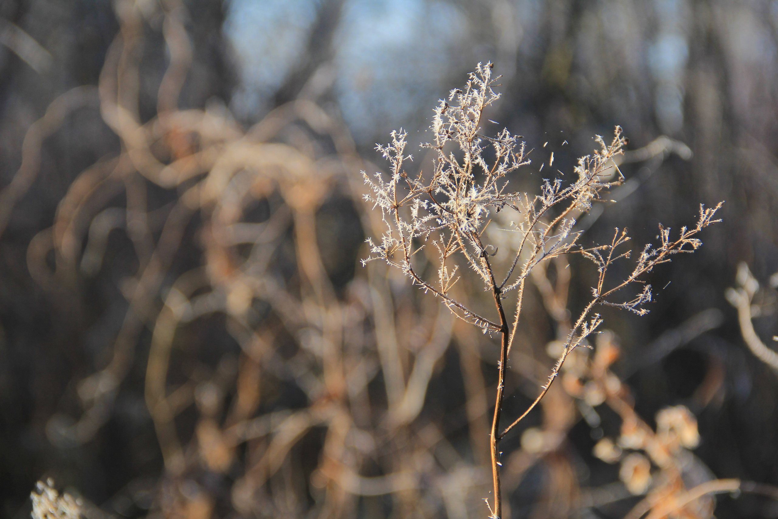Пища для глаз. Ваш фотограф Северск | Томск