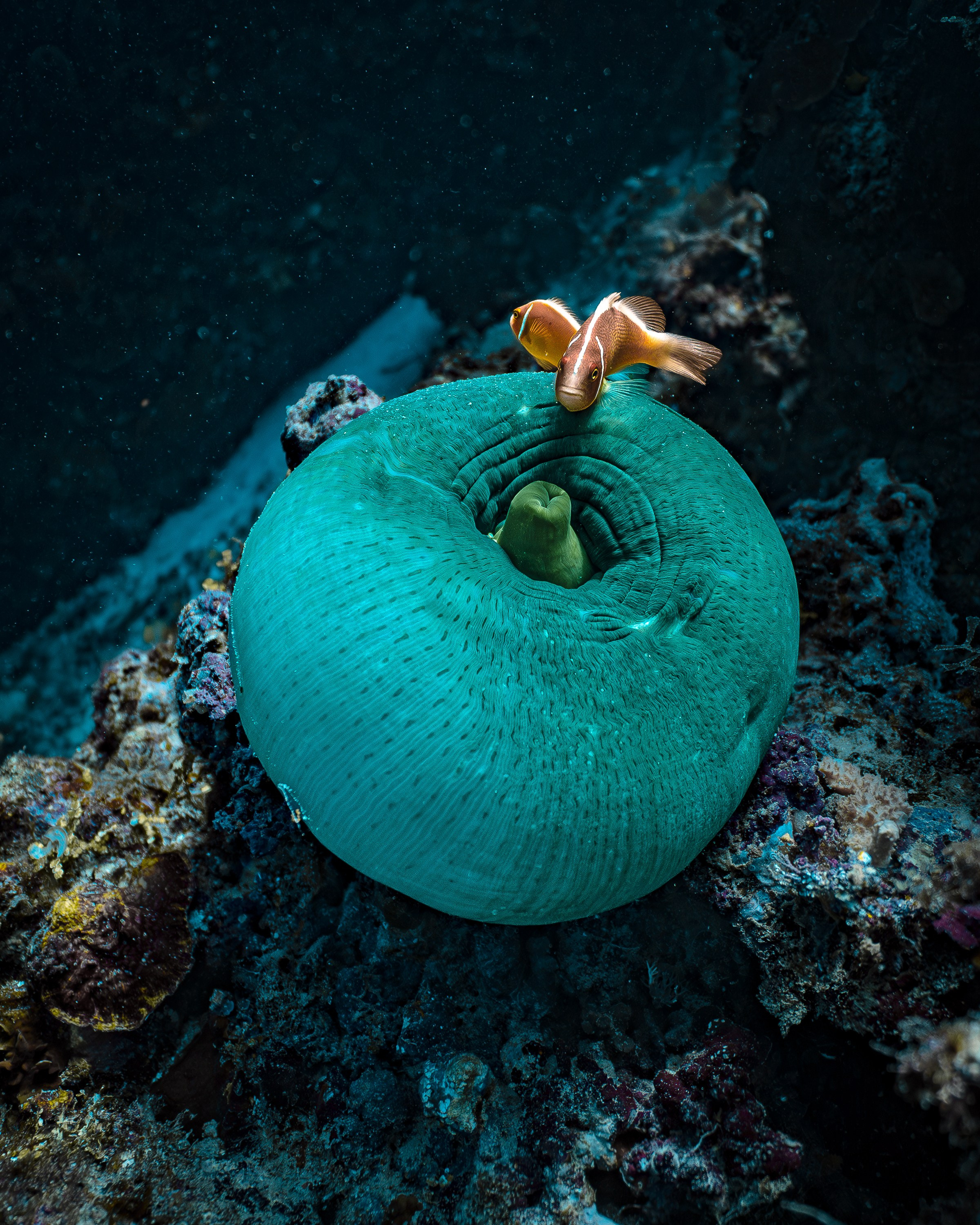 Подводный мир. Подводный фотограф на Филиппинах Синицина Дарья
