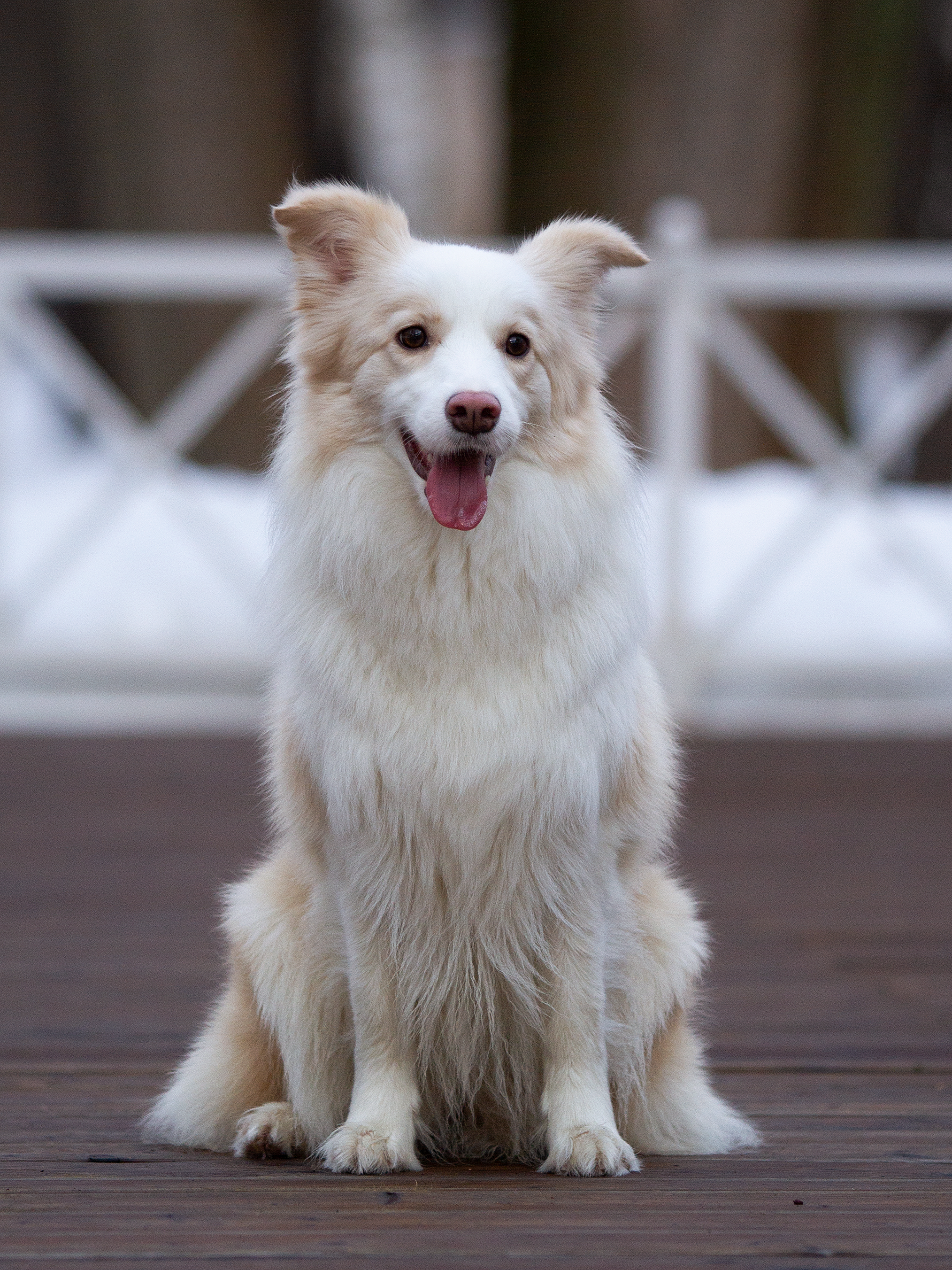Собаки. Фотограф-анималист в Москве и МО Самойлова Марина