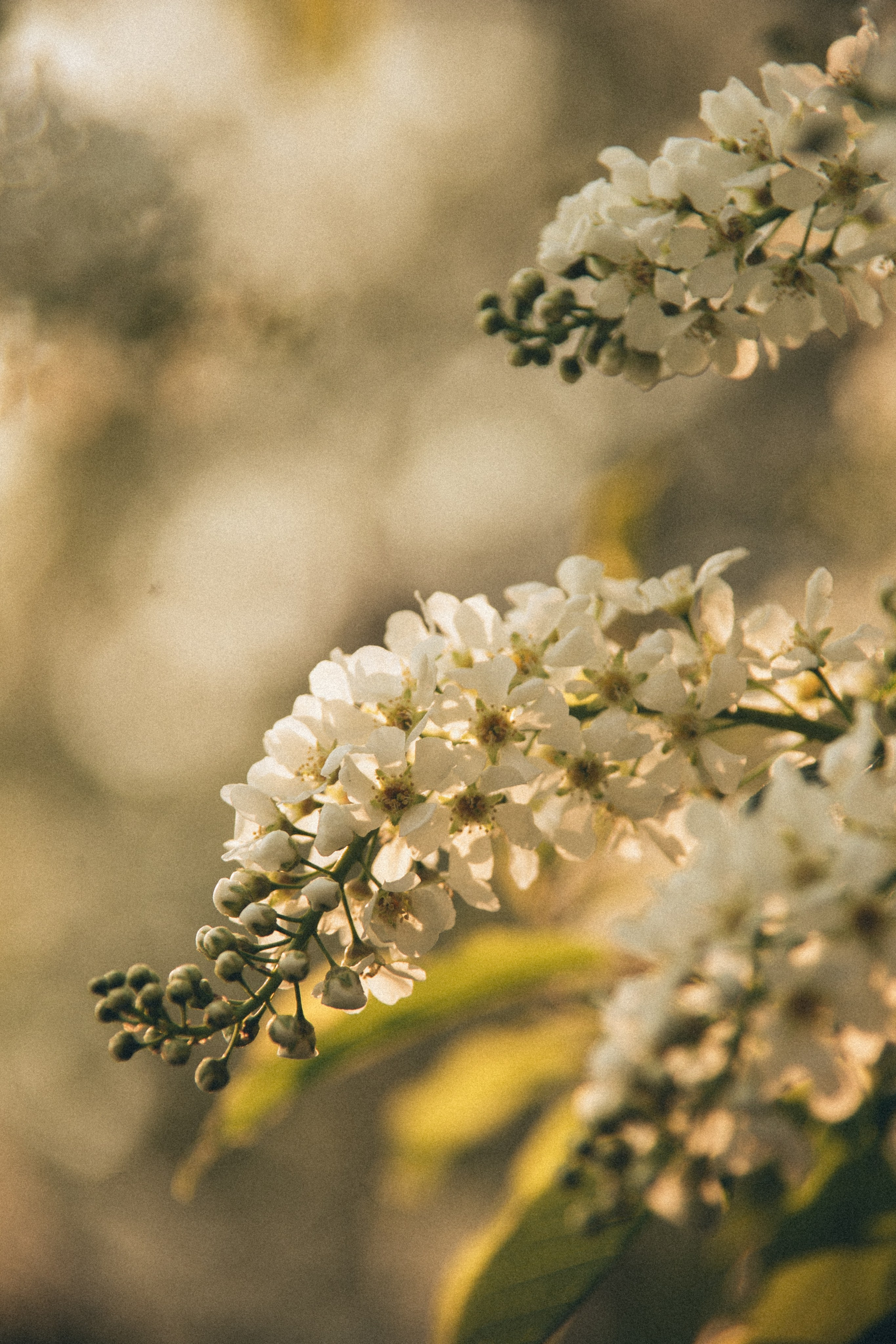 Природа. Darinishna Фэнтези-фотограф Хабаровск