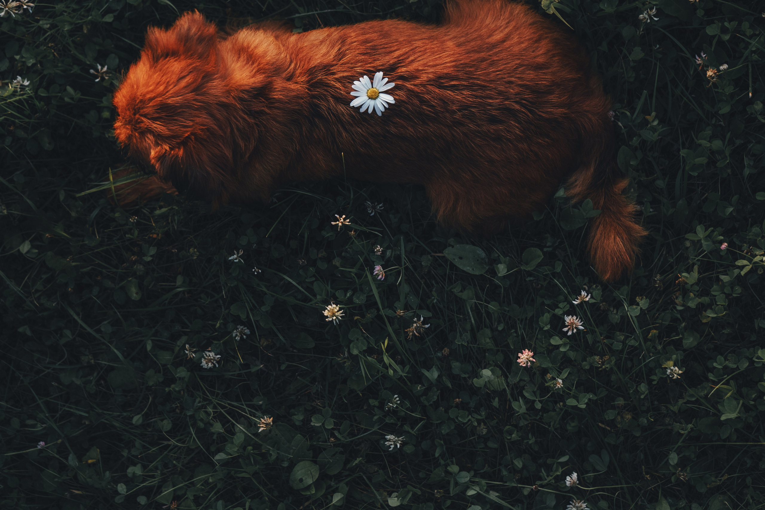 Катя и Яшма. Фотограф-анималист Ксения Воробьева, Москва