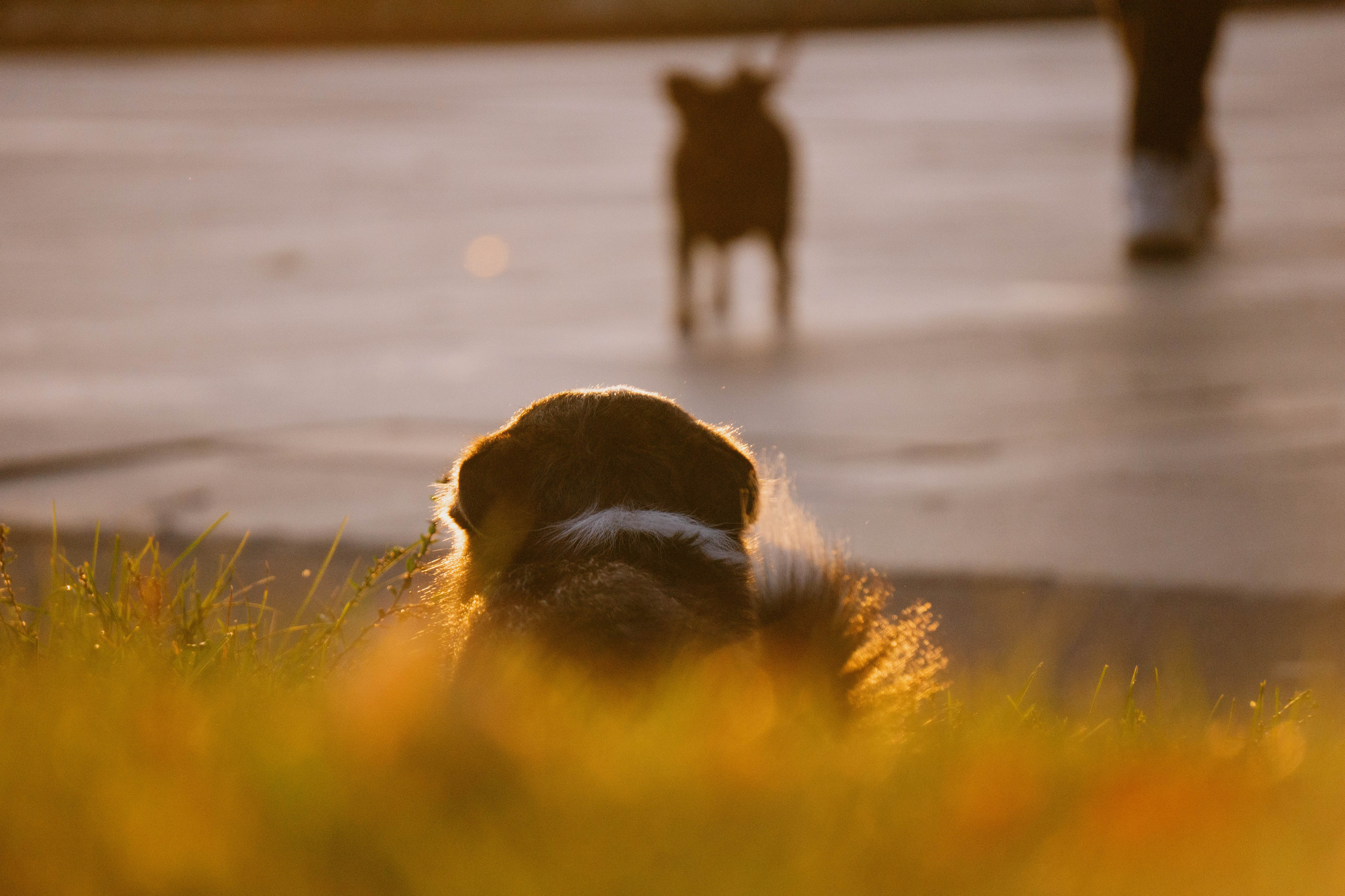 Даша и Тюбик. Фотограф-анималист Ксения Воробьева, Москва