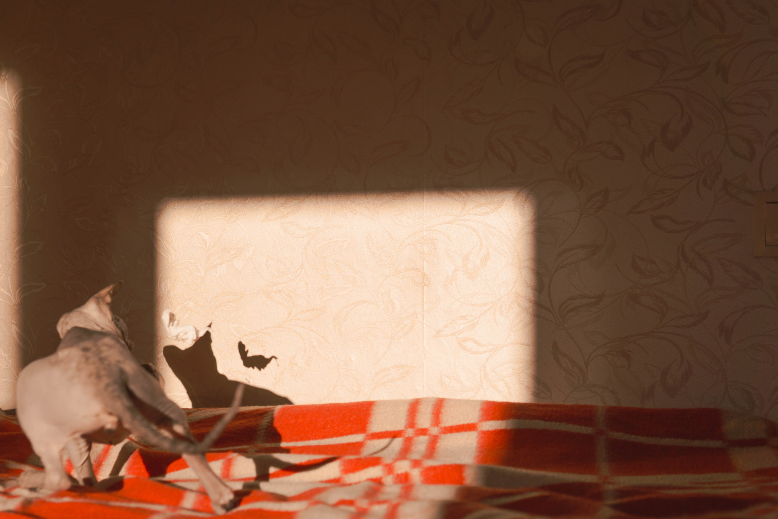 Бандит. Фотограф-анималист Ксения Воробьева, Москва