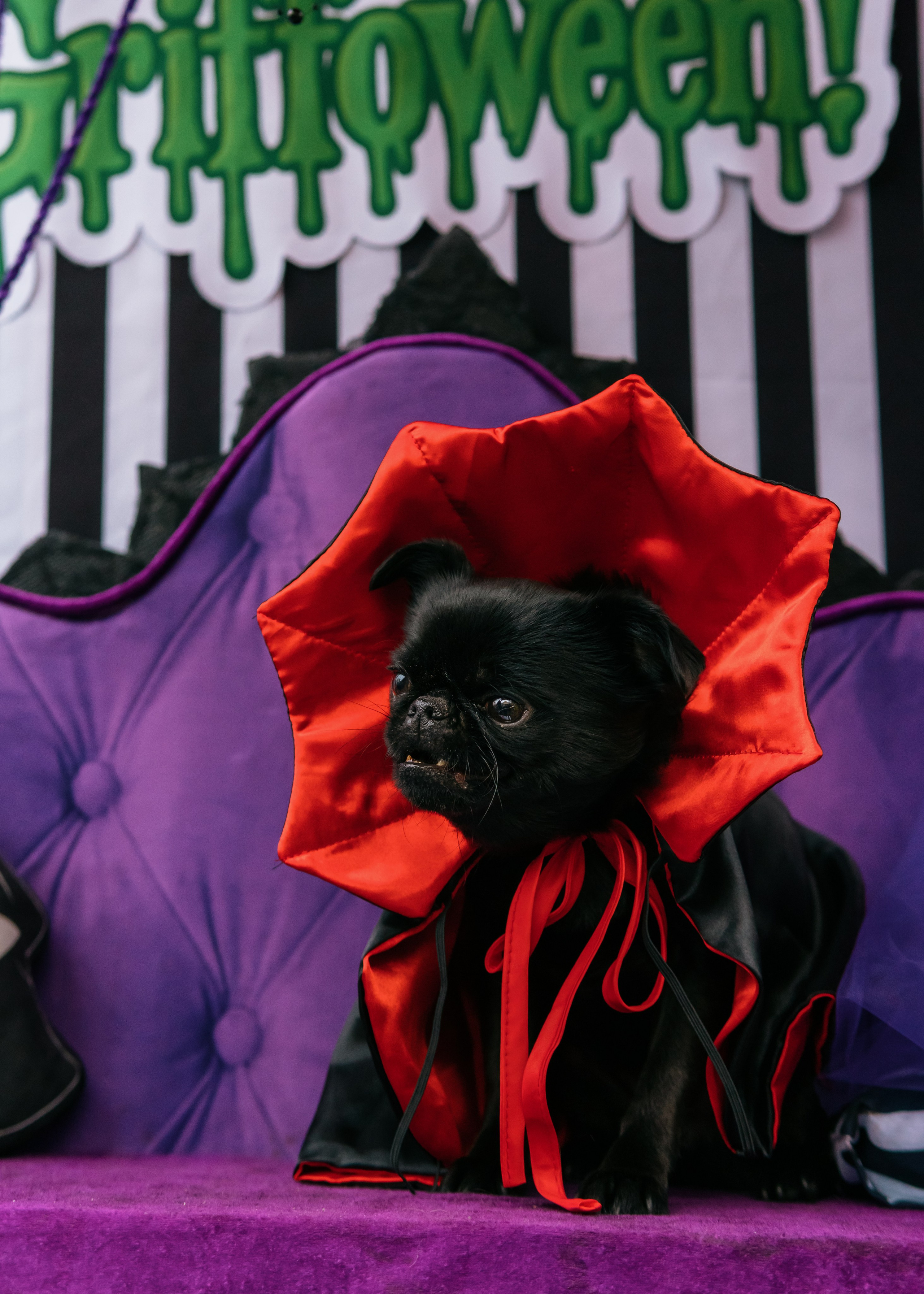 Тематическая встреча породников «Griffween». Фотограф-анималист Ксения Воробьева, Москва