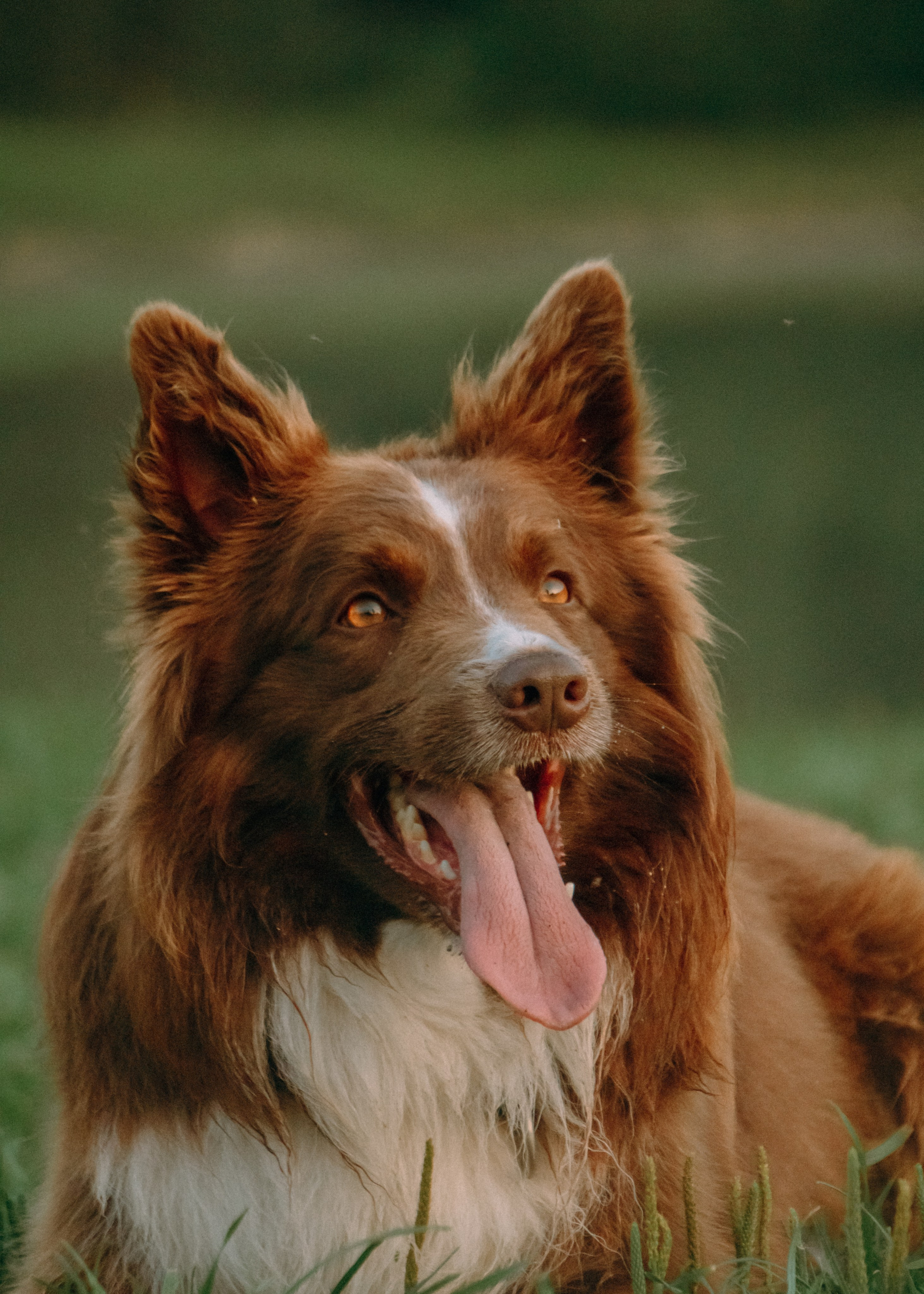 Виолетта, Лила и Питер. Фотограф-анималист Ксения Воробьева, Москва