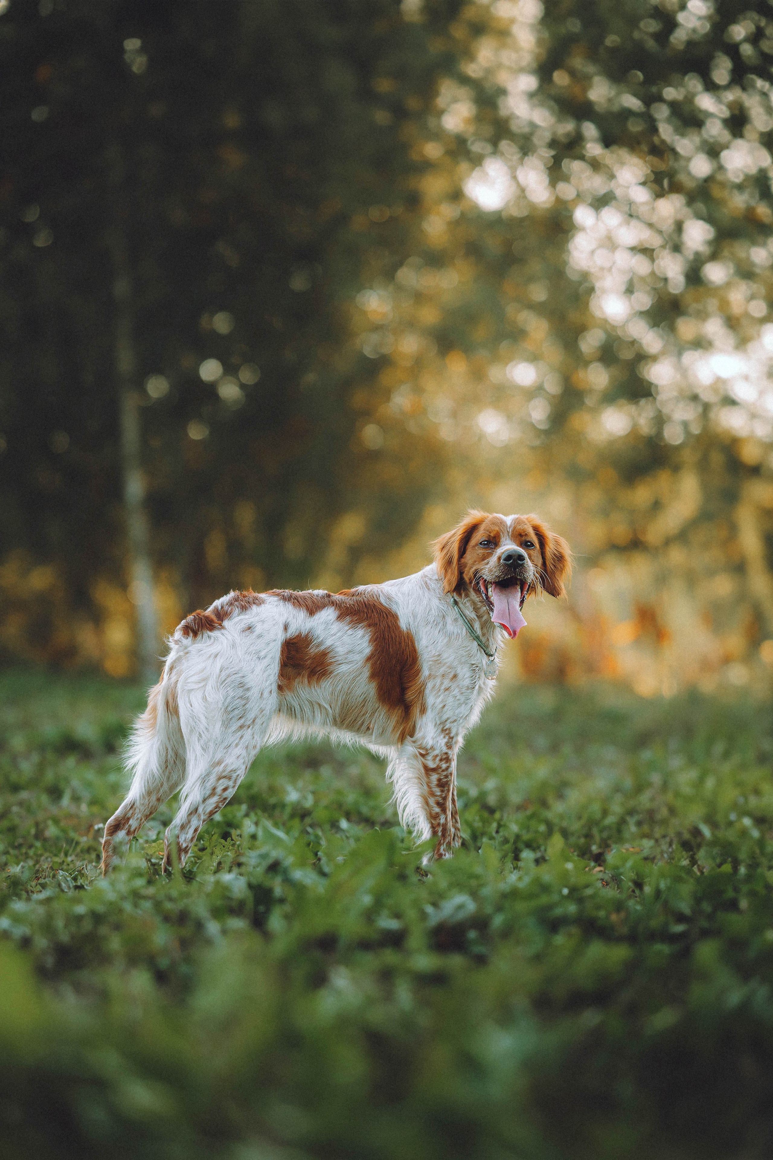 Камри и Пафи