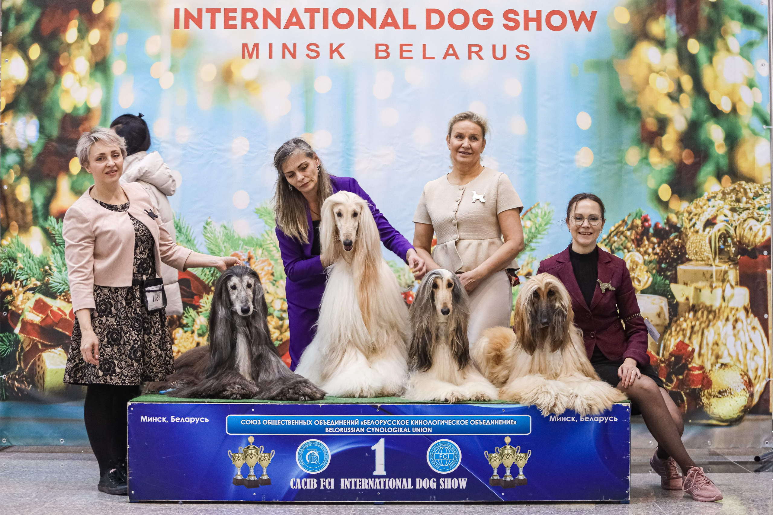 Международная выставка собак СACIB FCI 29-30.11.2025. Галерея фотографий афганской борзой