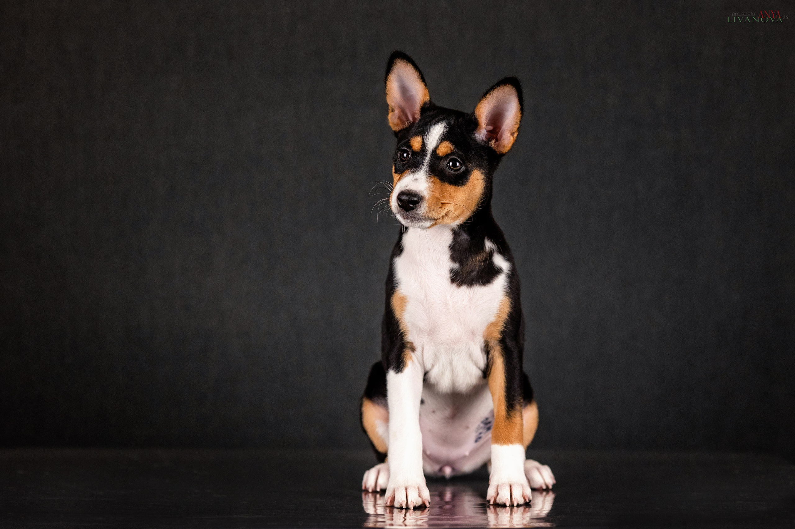 Басенджи. Фотограф анималист Аня Ливанова | Рыбинск