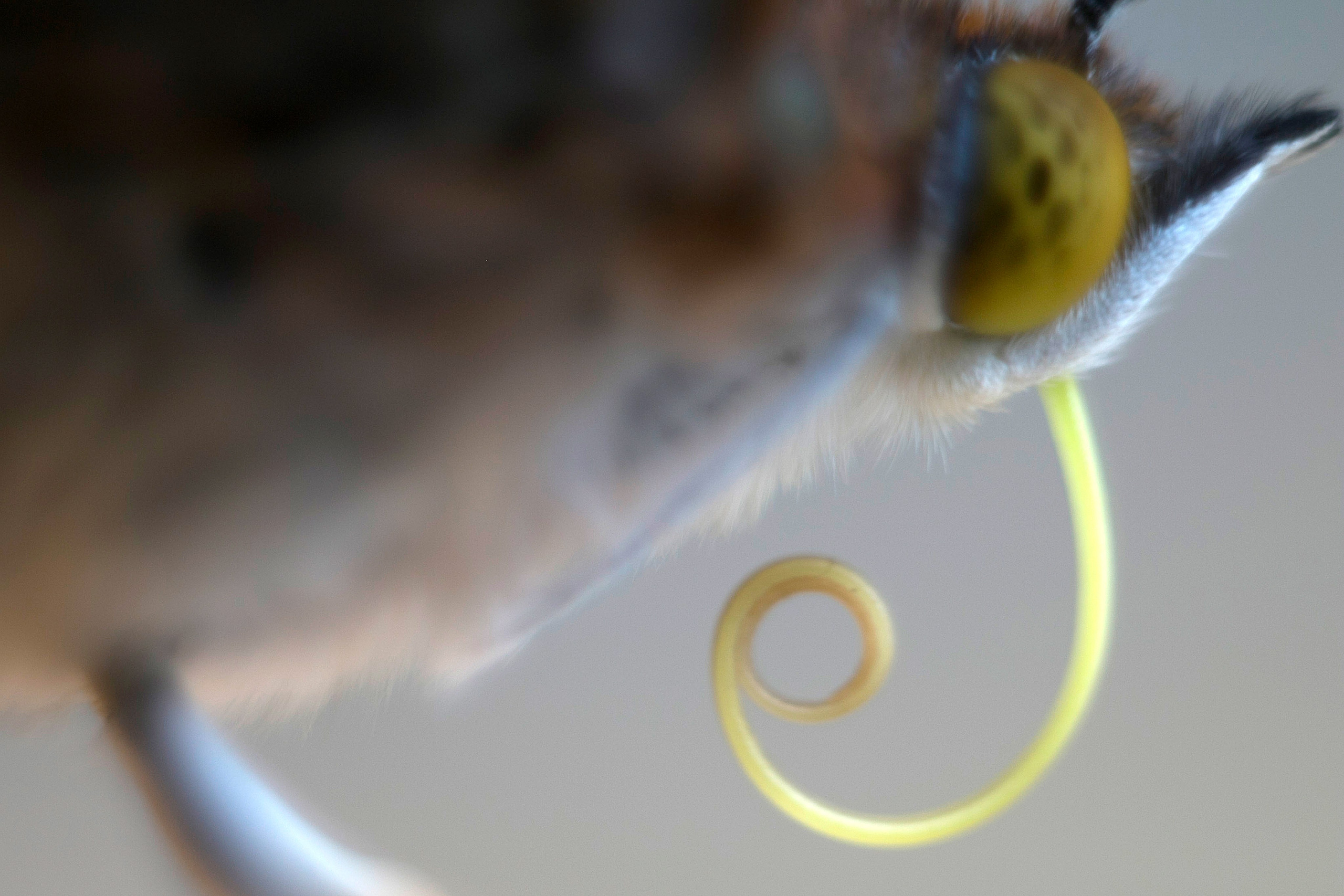 Макро. Фотограф Лагутин Анатолий