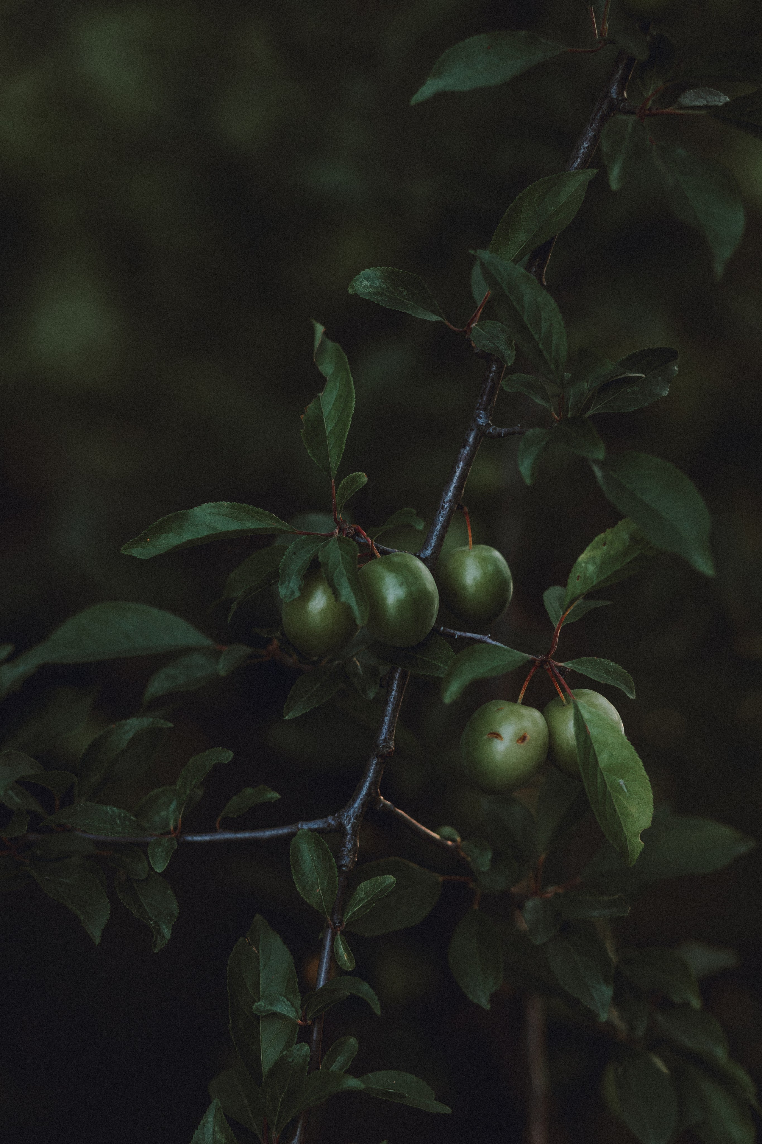 Маша и Джерри