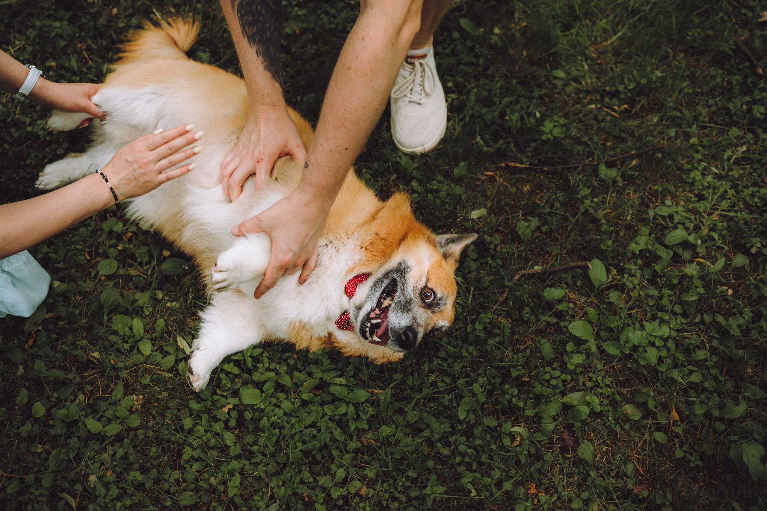 Ира, Леша и Харли