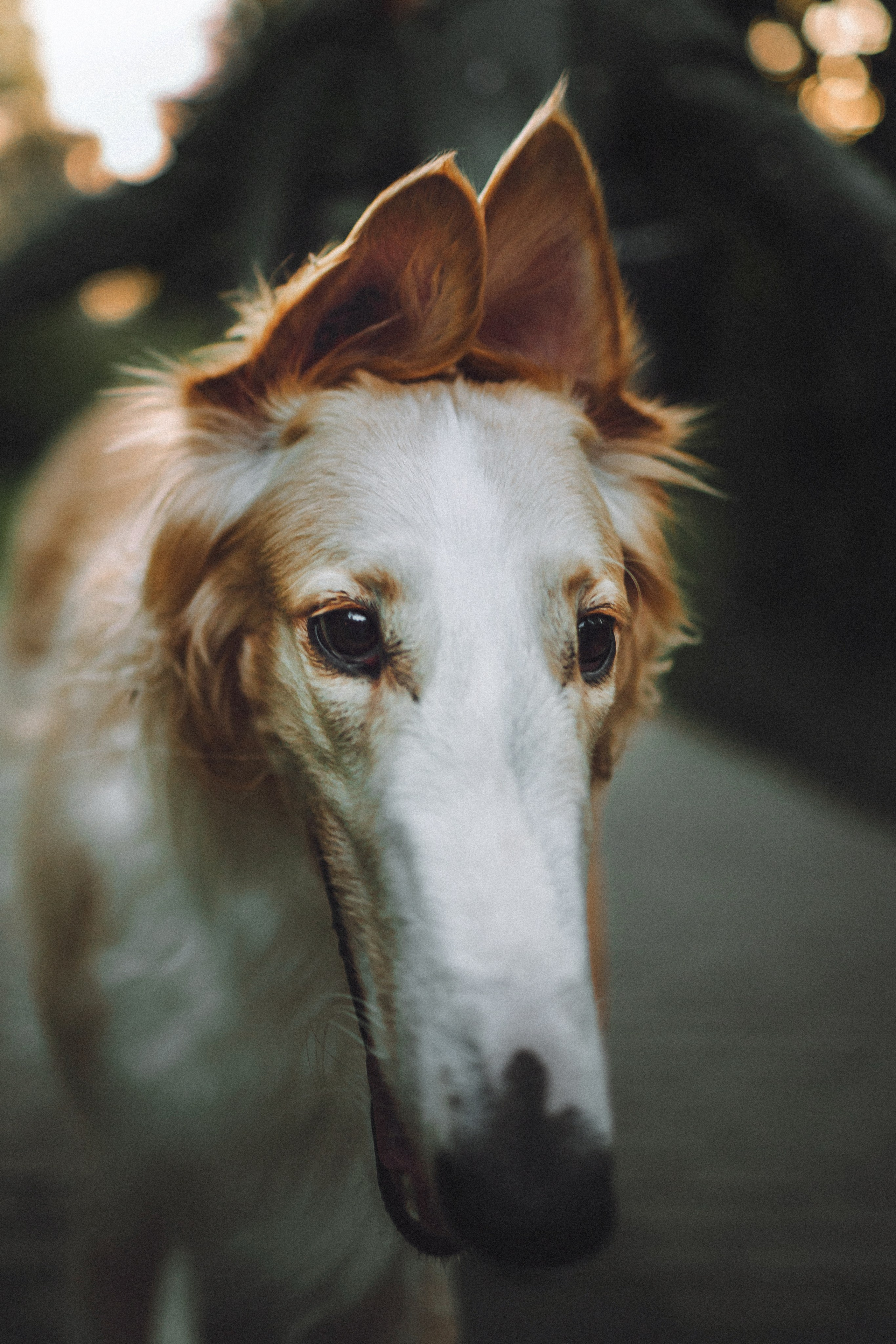 Илай, Зайка и их семья