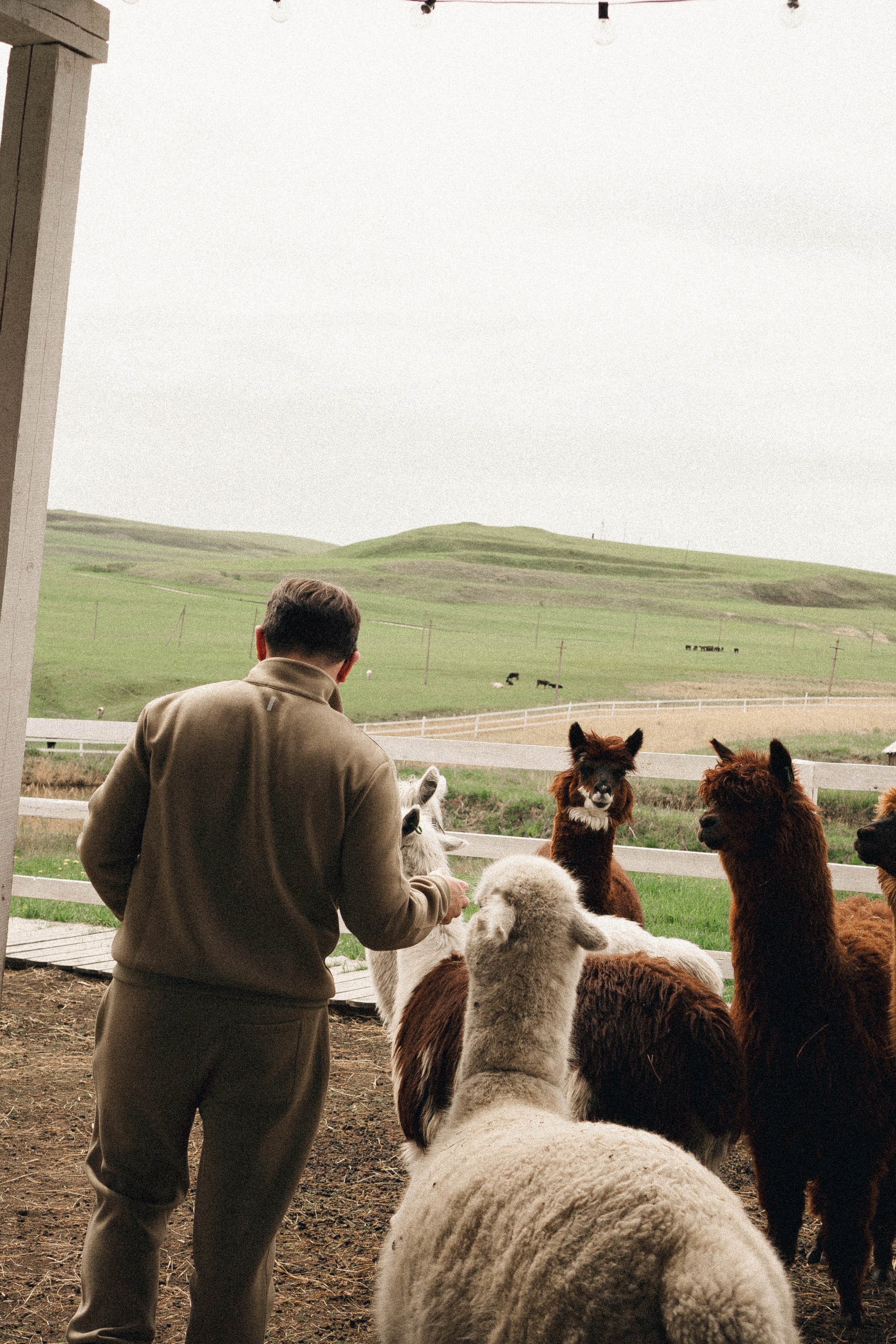 Ферма Альпак. Профессиональный фотограф, Санкт-Петербург — Виктория Богомолова