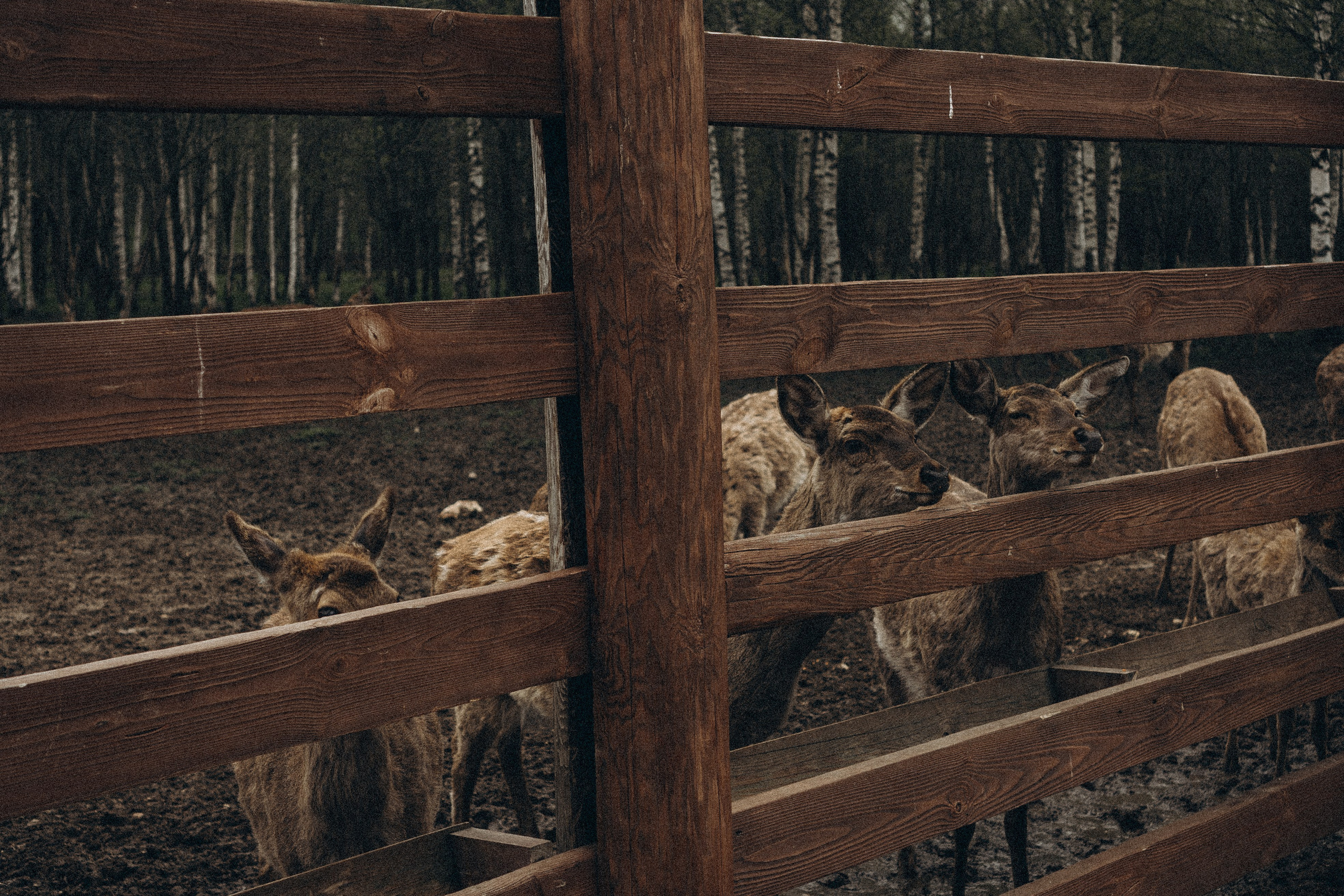 ОЛЕНЬЯ ФЕРМА В ТВЕРИ. Профессиональный фотограф, Санкт-Петербург — Виктория Богомолова