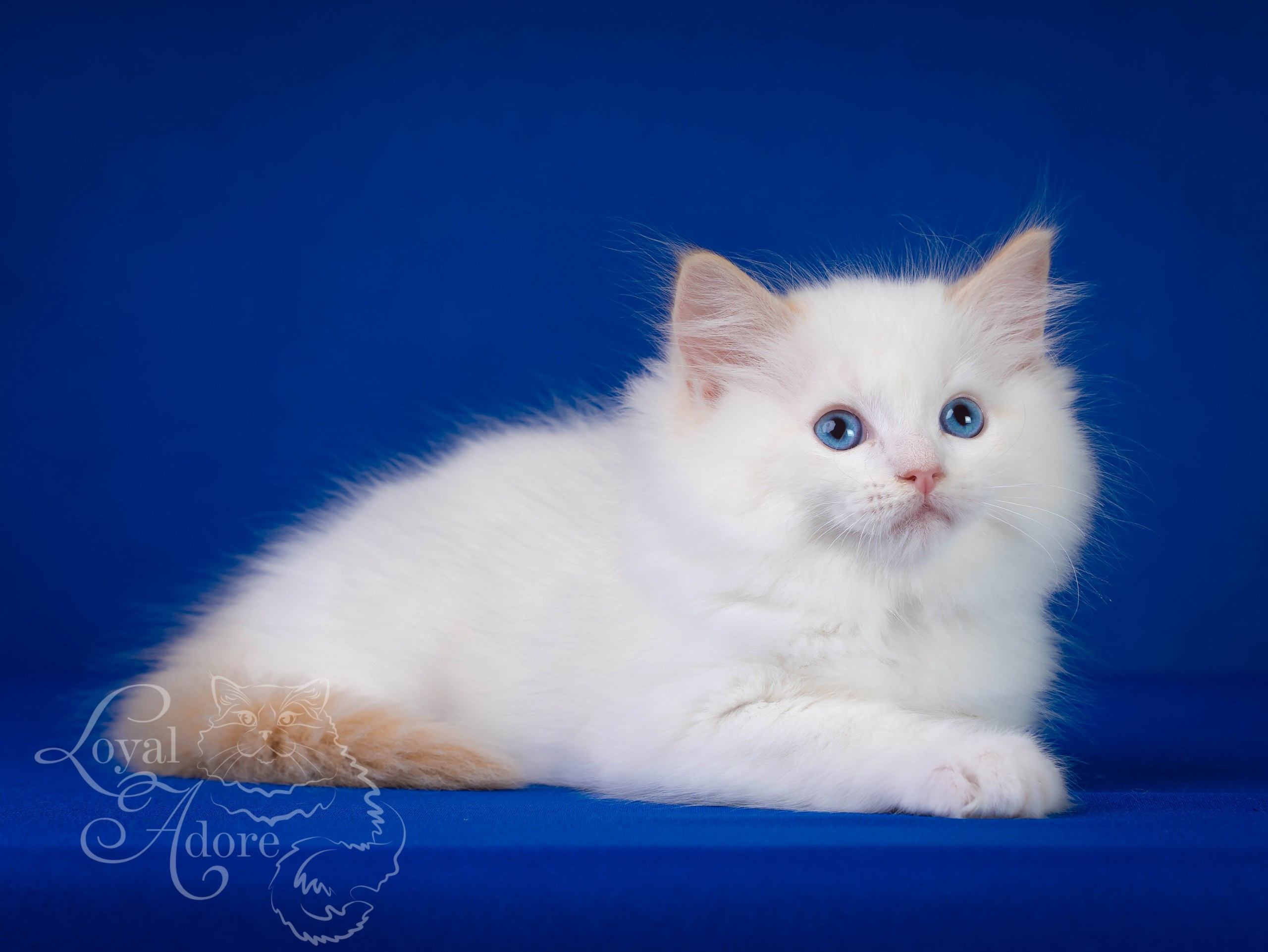Котята рэгдолл от Loyal Adore. Питомник рэгдолл Loyal Adore