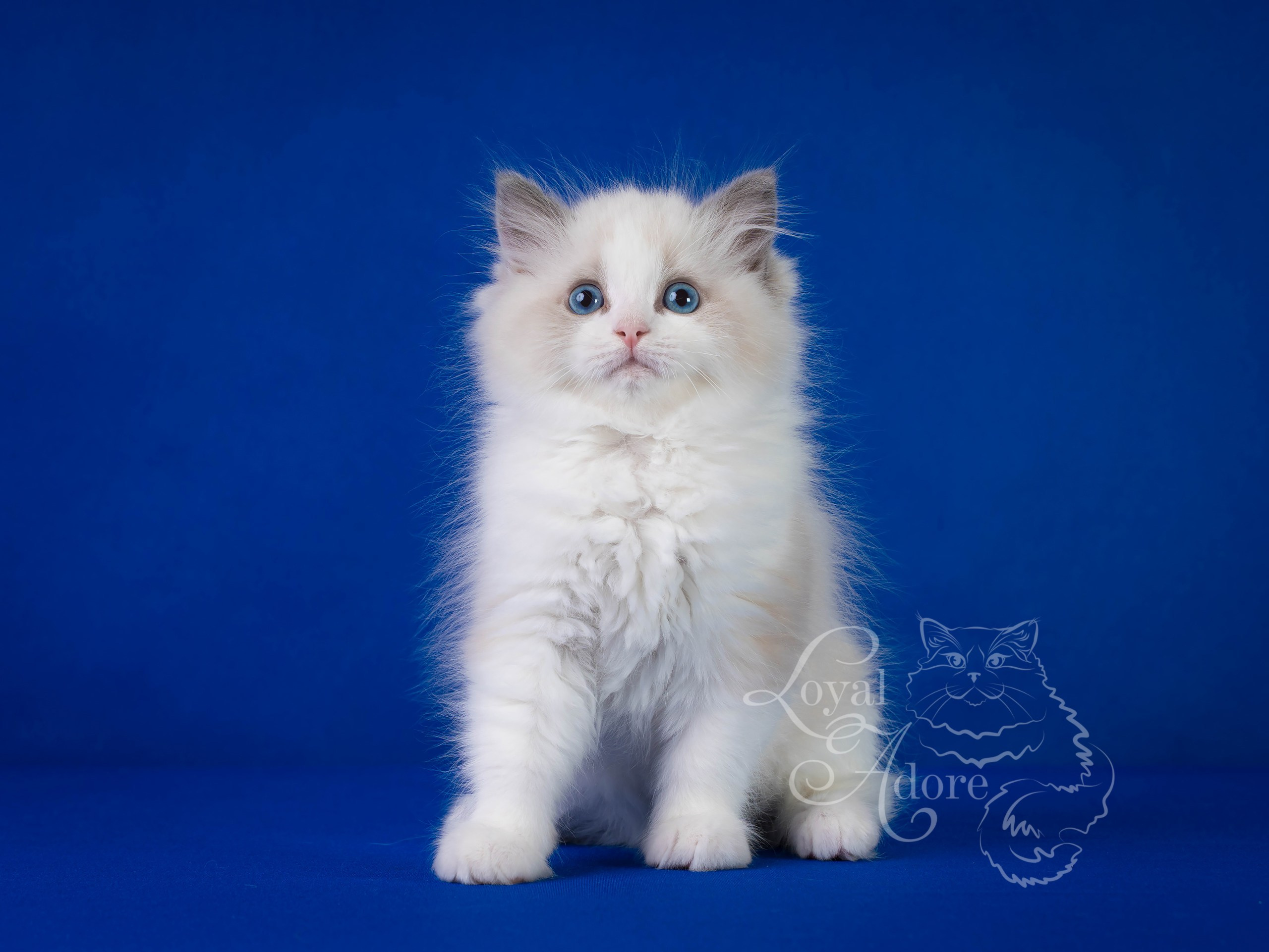 Котята рэгдолл от Loyal Adore. Питомник рэгдолл Loyal Adore